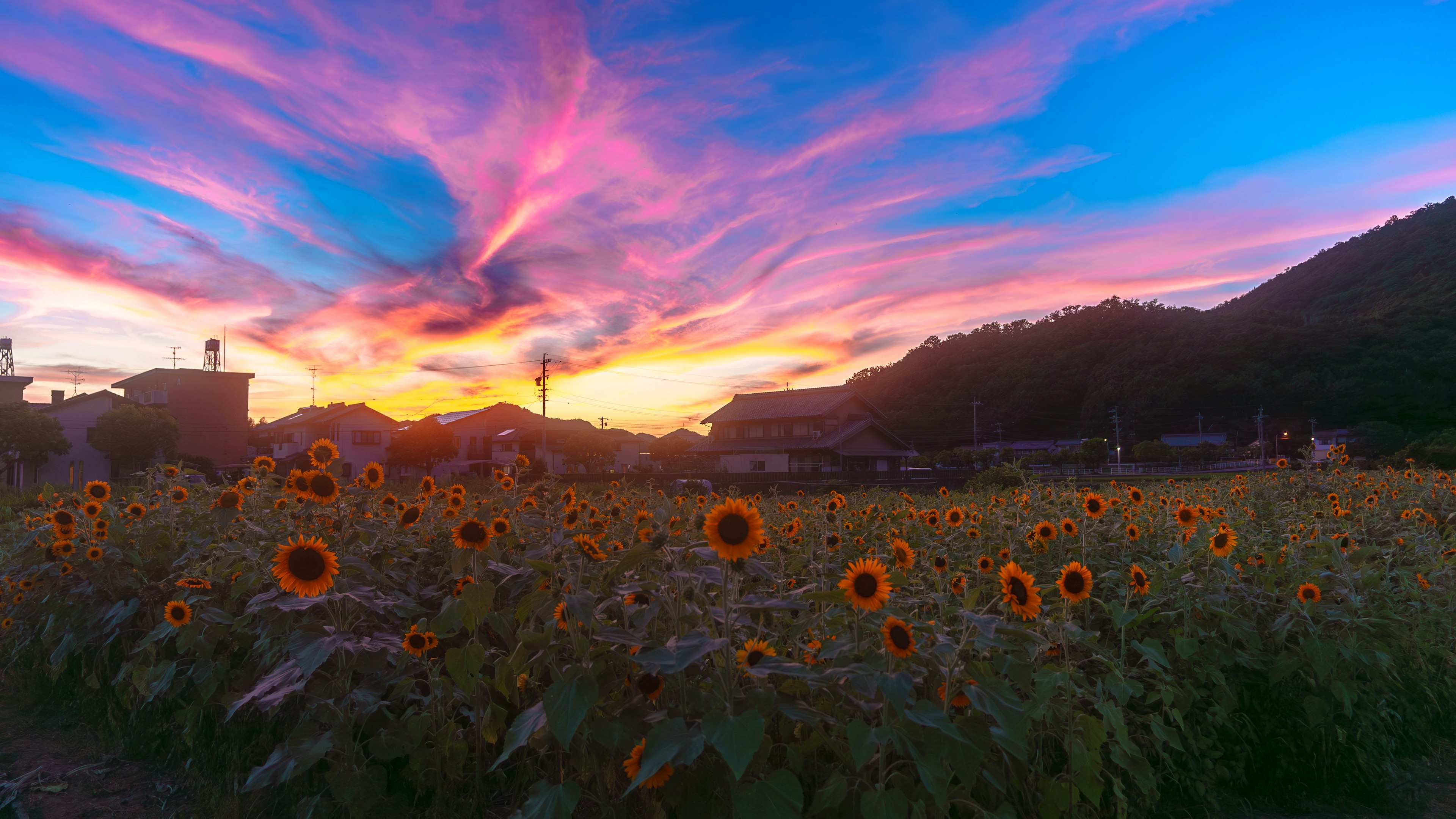 ひまわり畑と鮮やかな夕焼けの風景