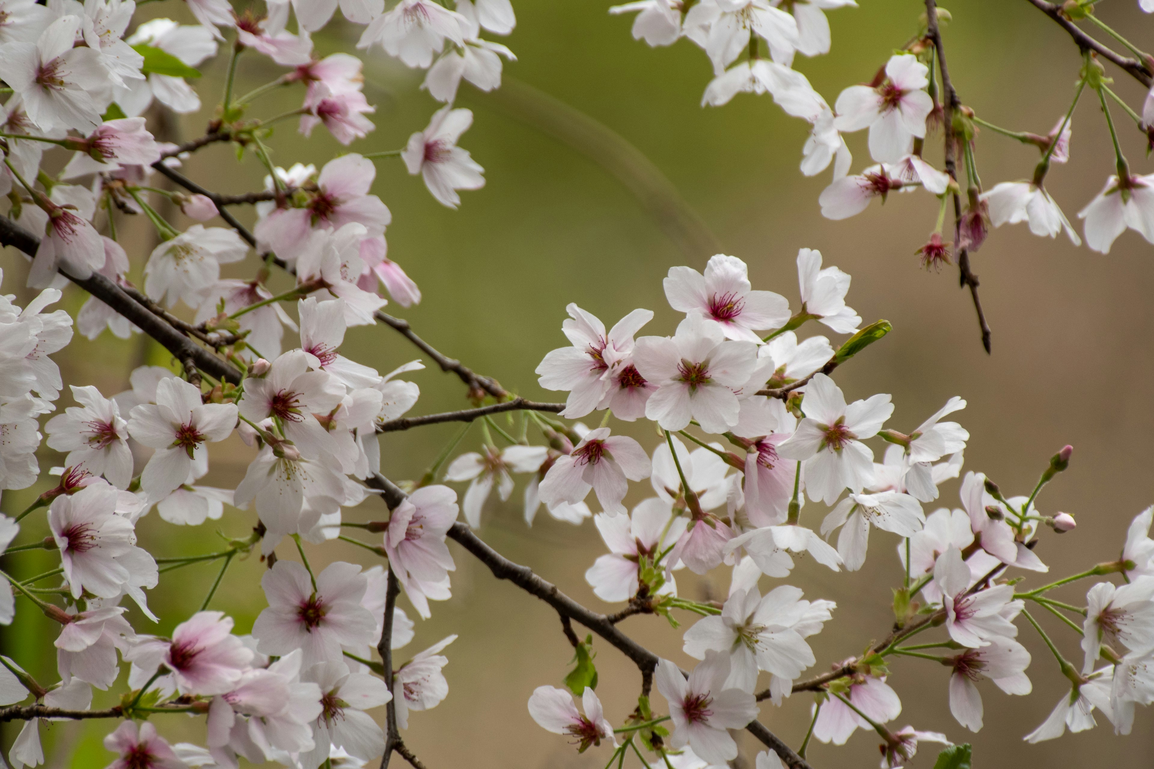 Kedekatan cabang bunga sakura yang mekar