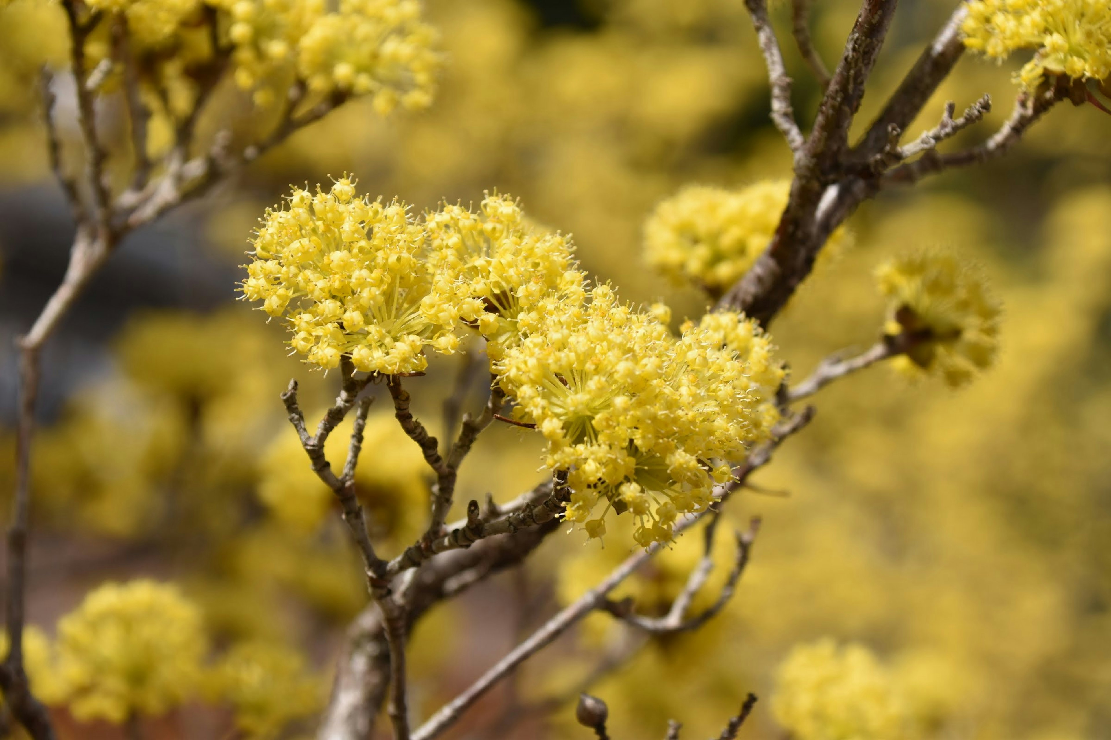 Close-up of branches with yellow flowers