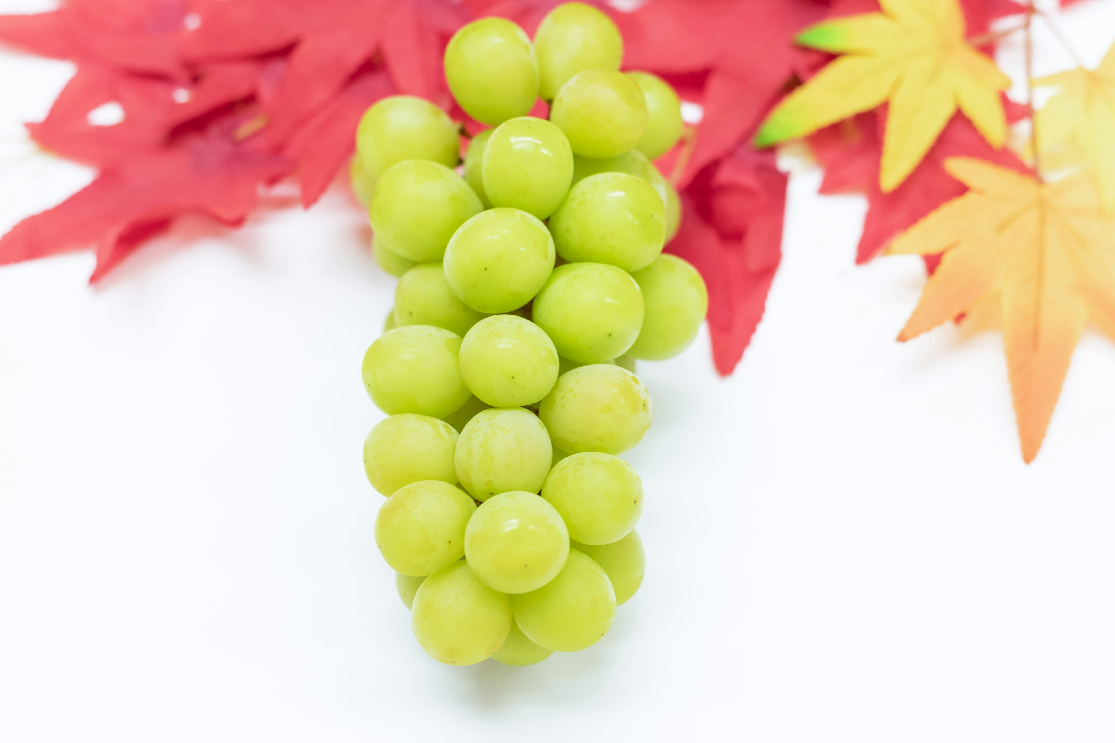 A cluster of green grapes with red autumn leaves in the background