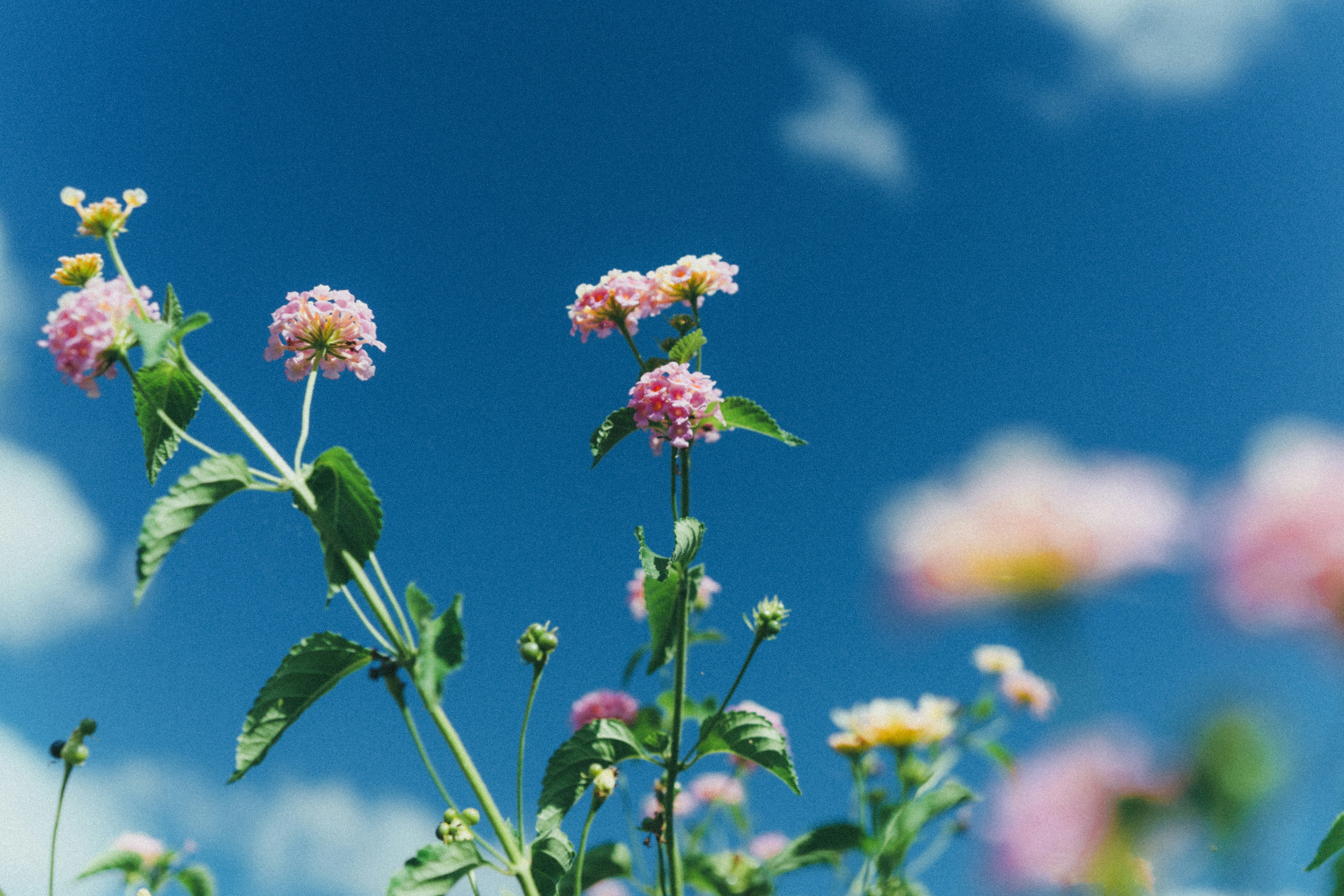 青空の下で咲くピンクの花々と緑の葉