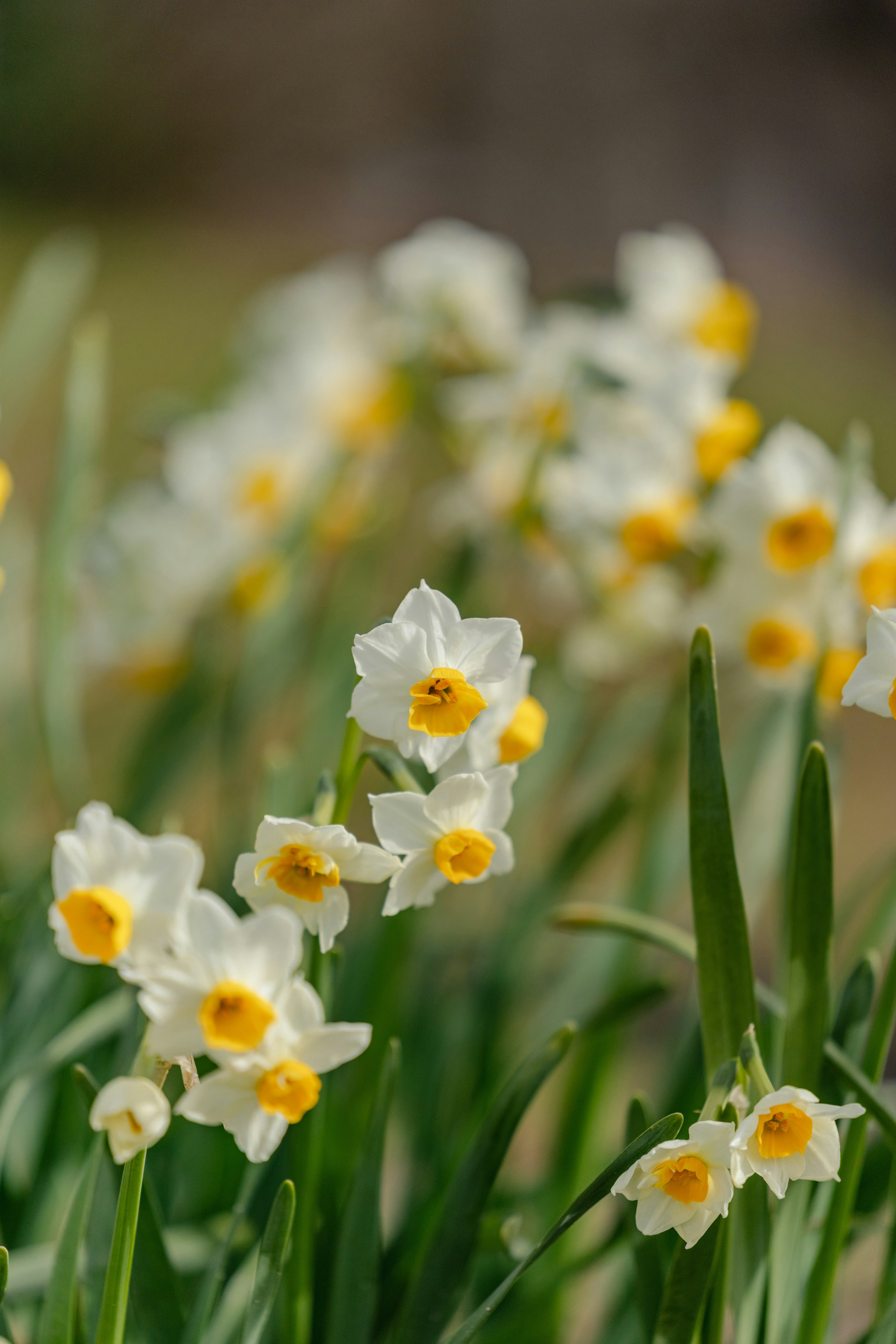 White daffodil flowers with yellow centers surrounded by green leaves