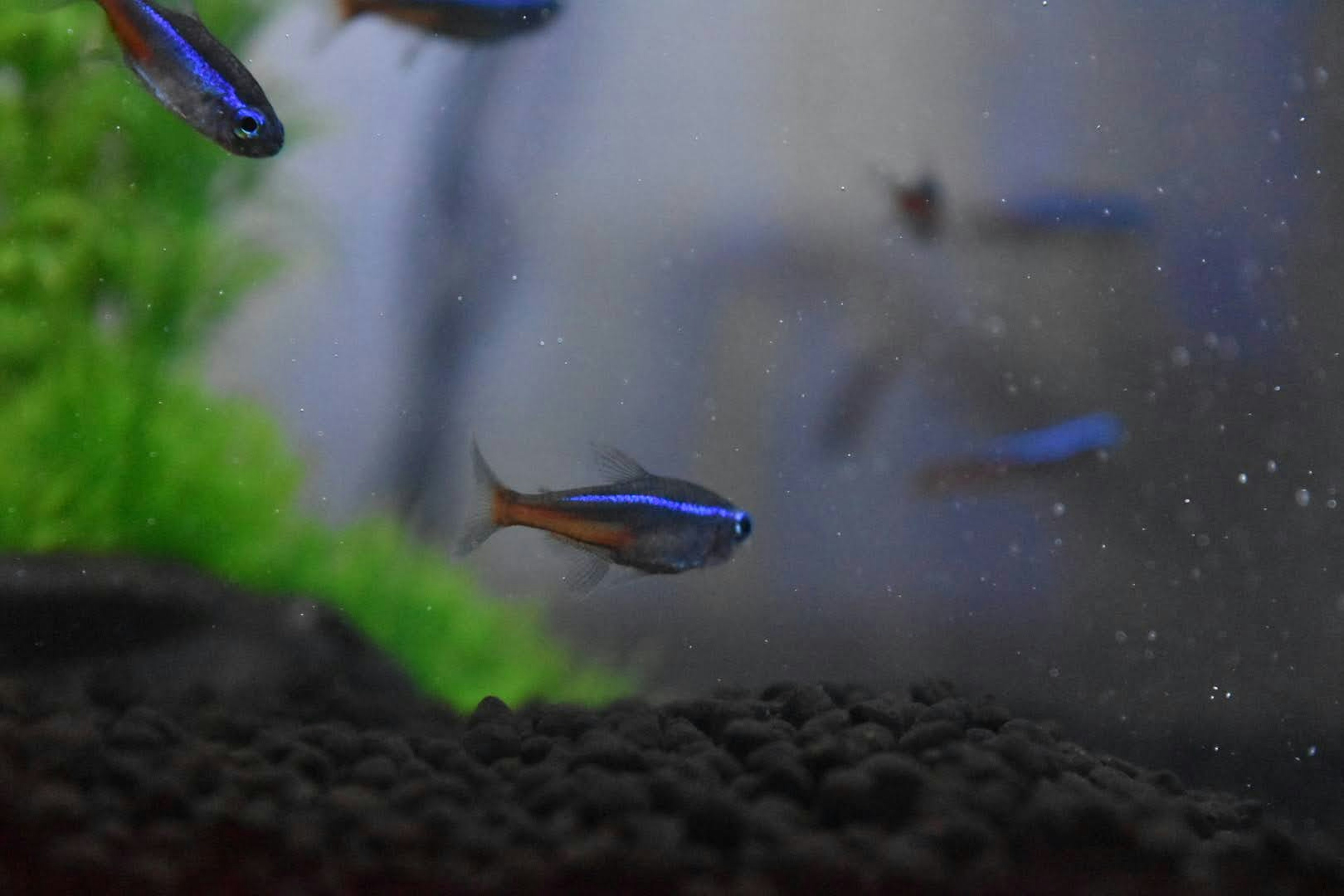 Pez azul nadando en un acuario con plantas verdes