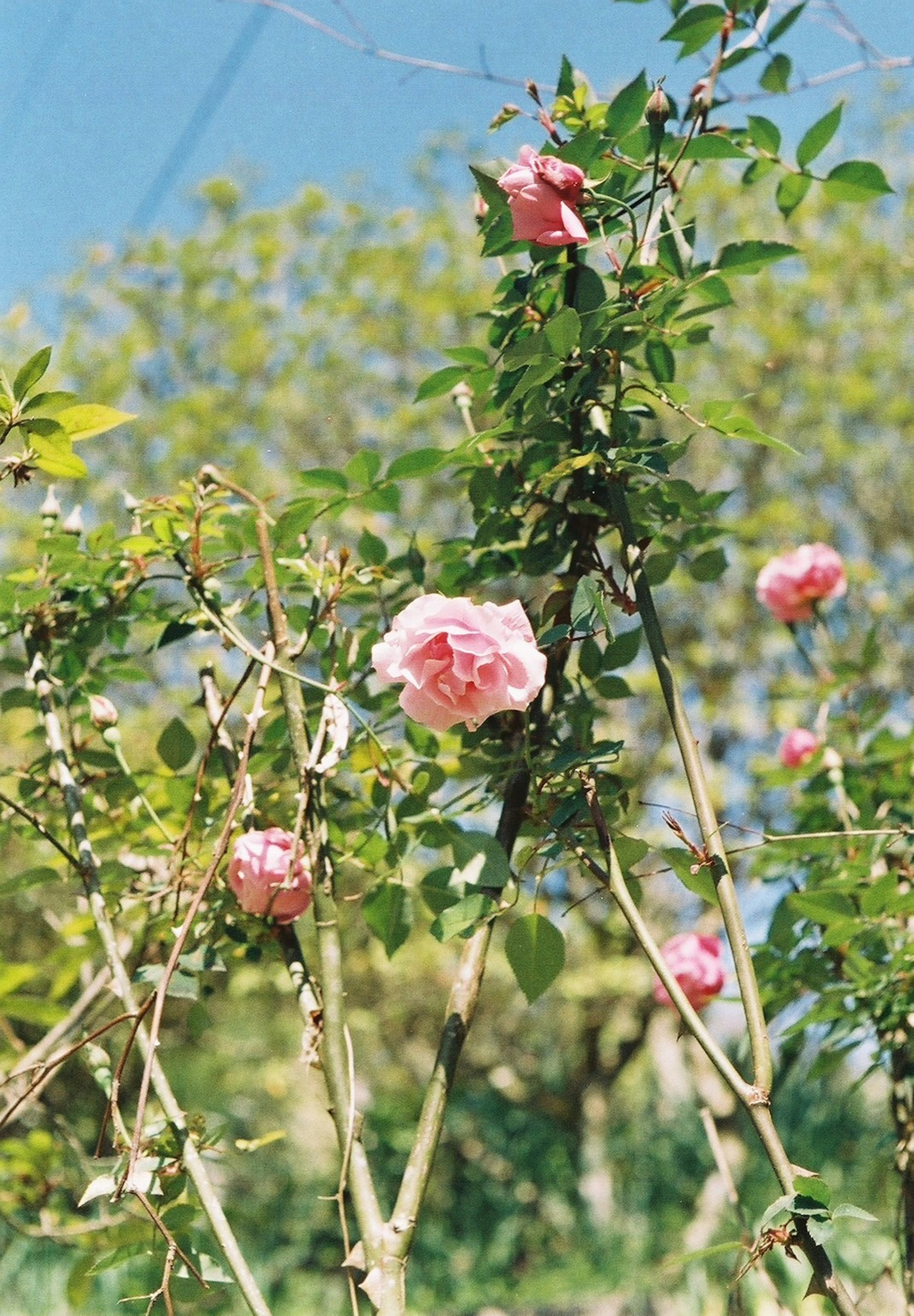 Rosenblüten in Pink umgeben von grünen Blättern unter einem blauen Himmel