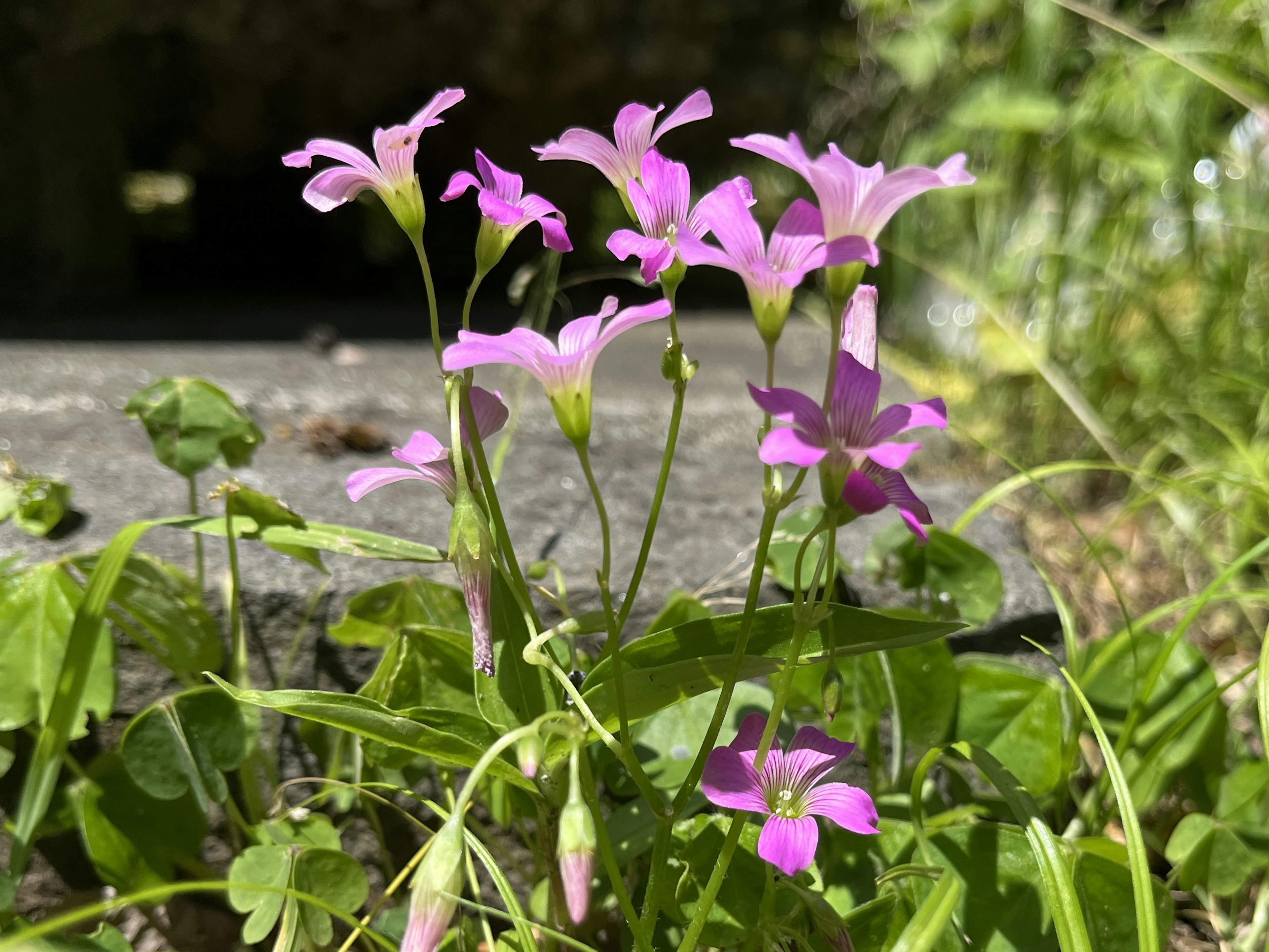 Ansammlung kleiner rosa Blumen in einer natürlichen Umgebung