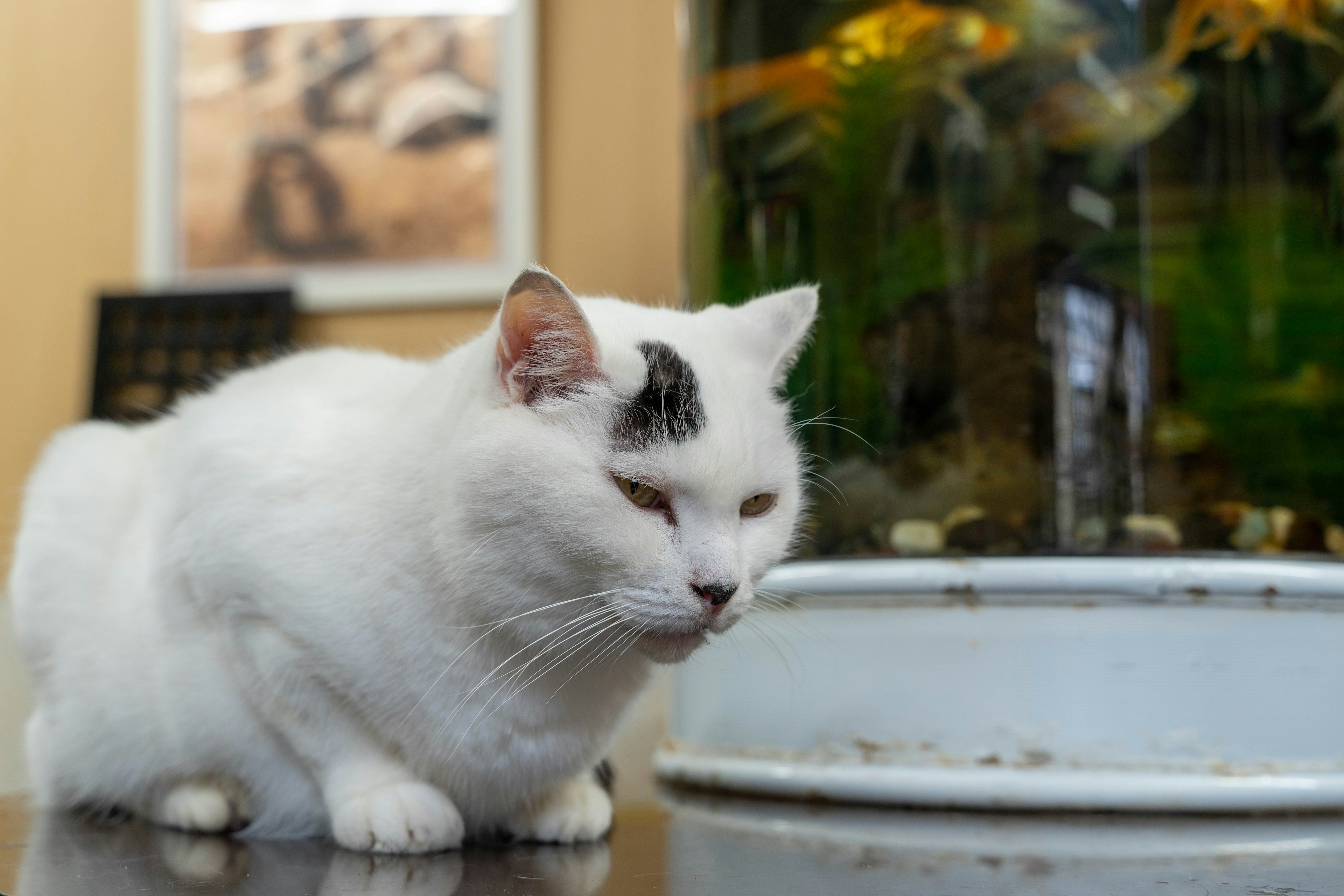 Un gato blanco sentado cerca de un acuario