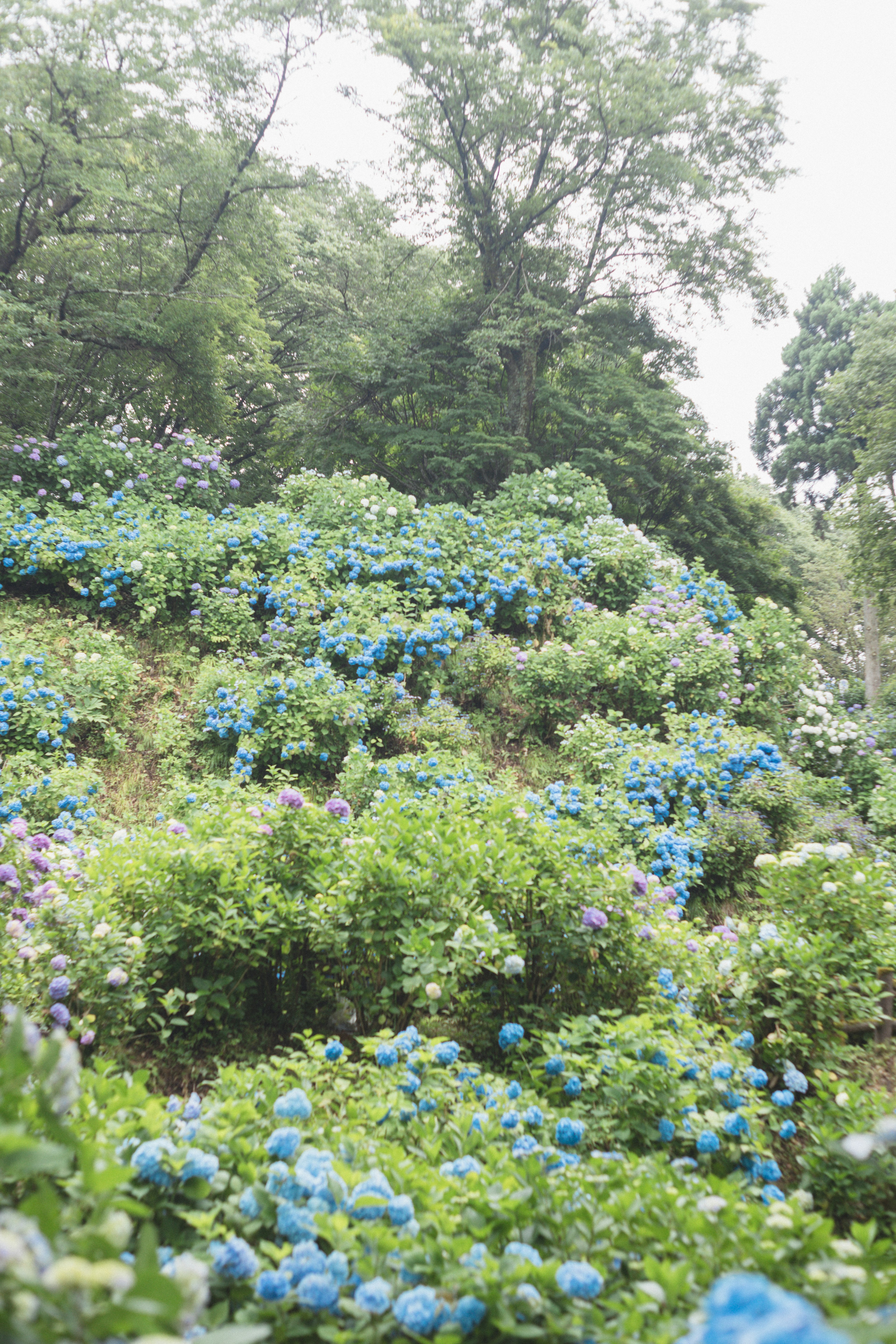 青いアジサイが咲く緑豊かな丘の風景