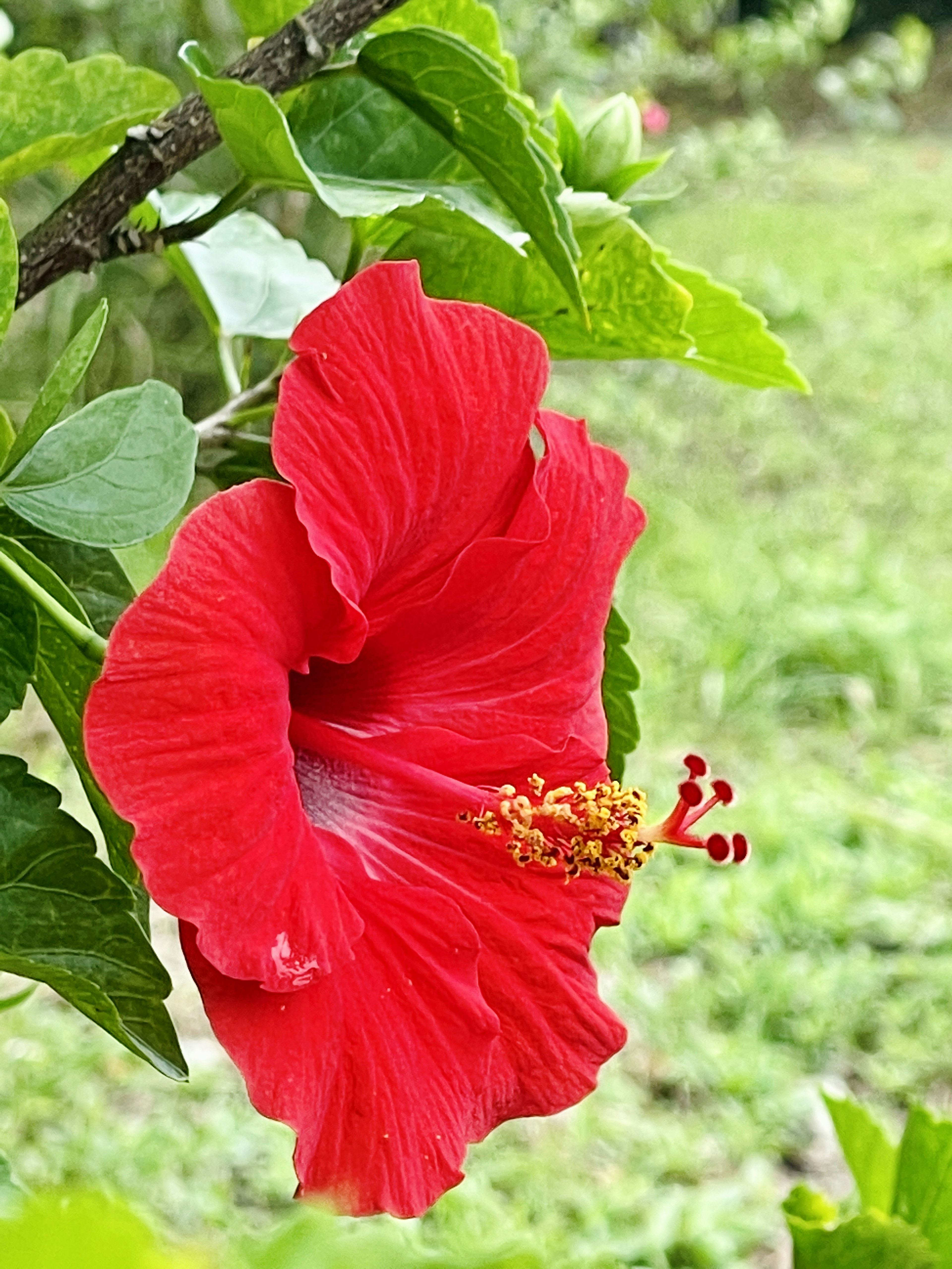 Flor de hibisco roja vibrante rodeada de hojas verdes