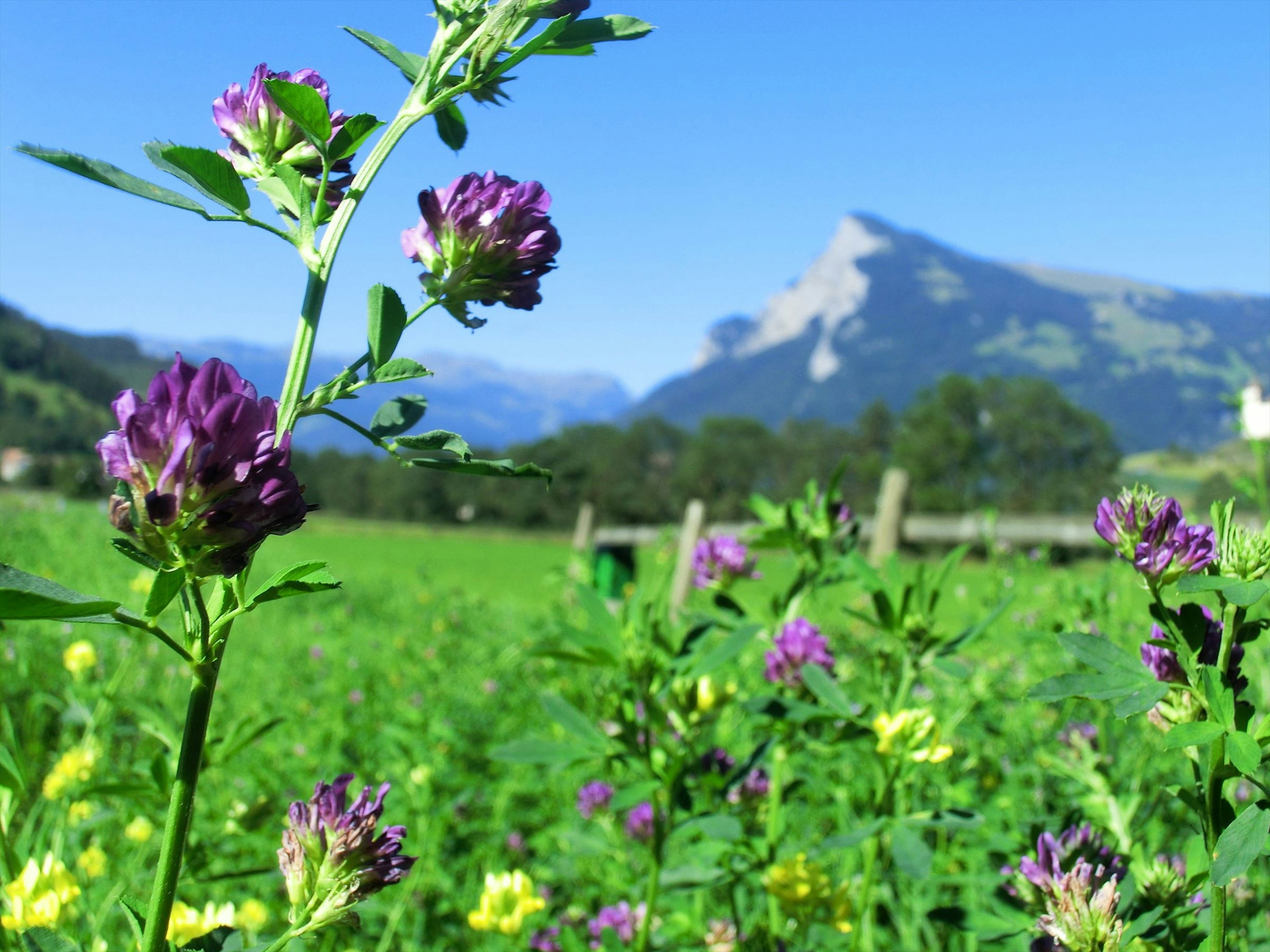 紫色の花と緑の草原が広がる風景 背景には山が見える