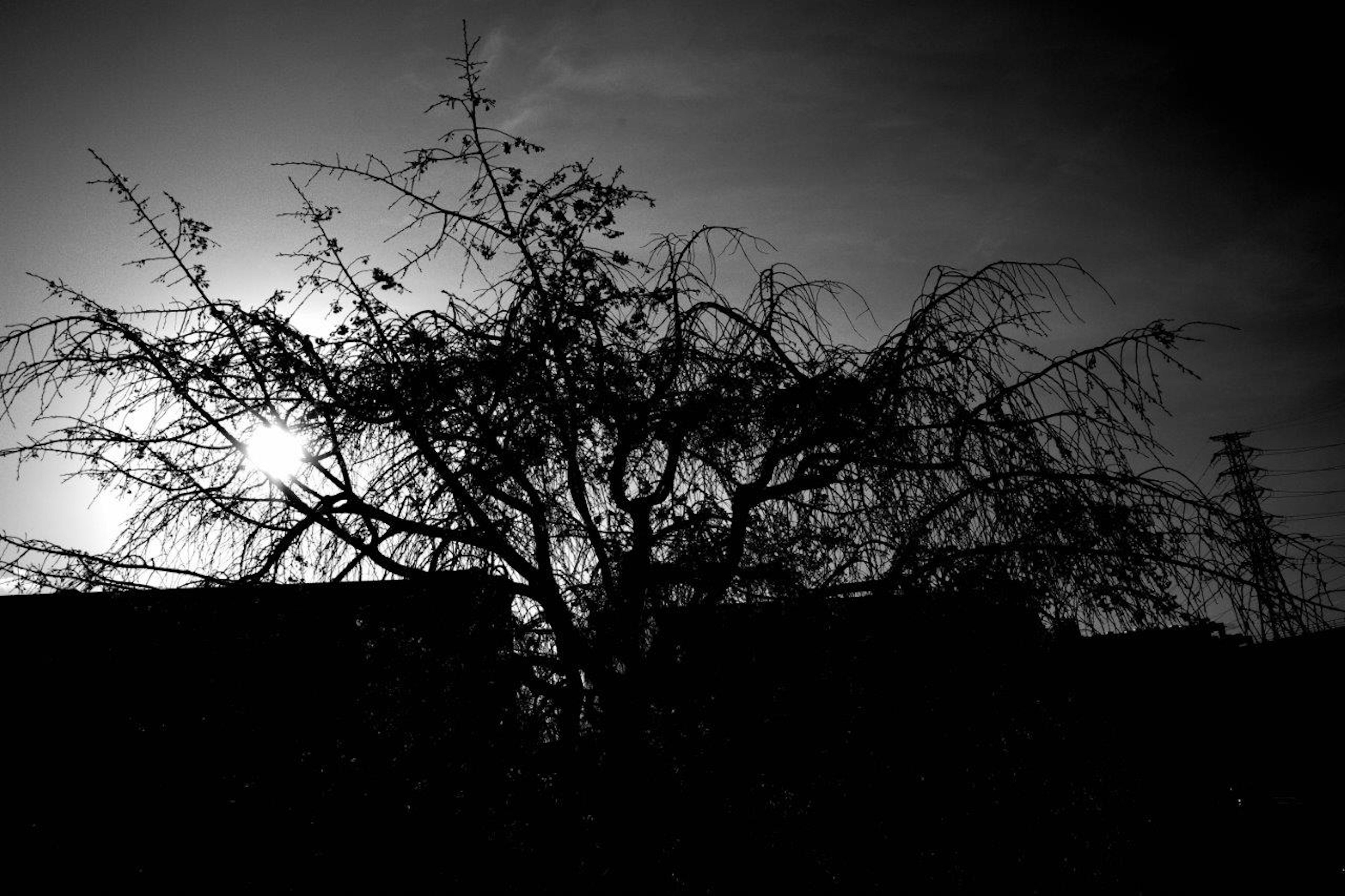 Silhouette di un albero contro uno sfondo debolmente illuminato