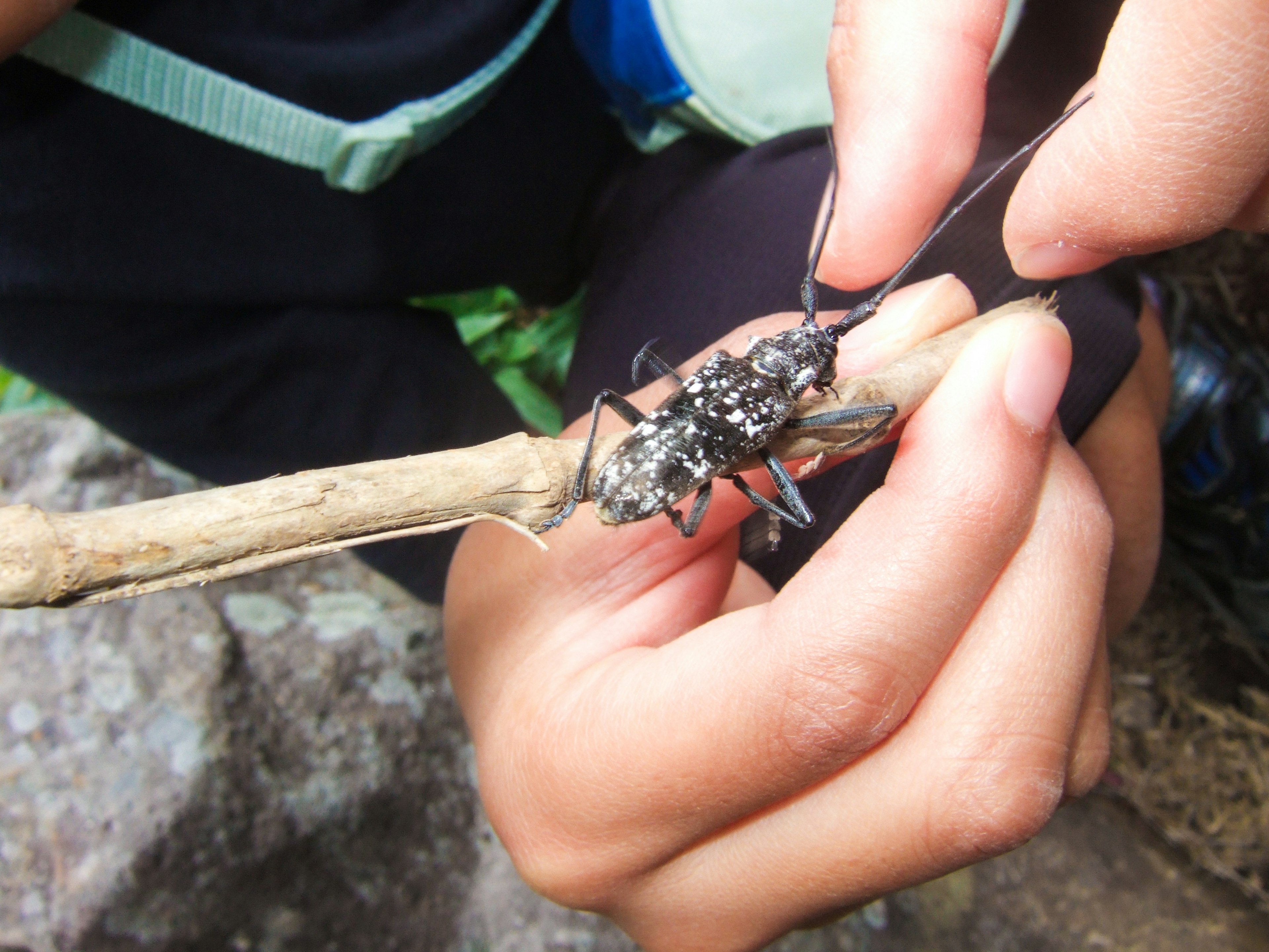 A close-up of a person holding a stick with insects on it