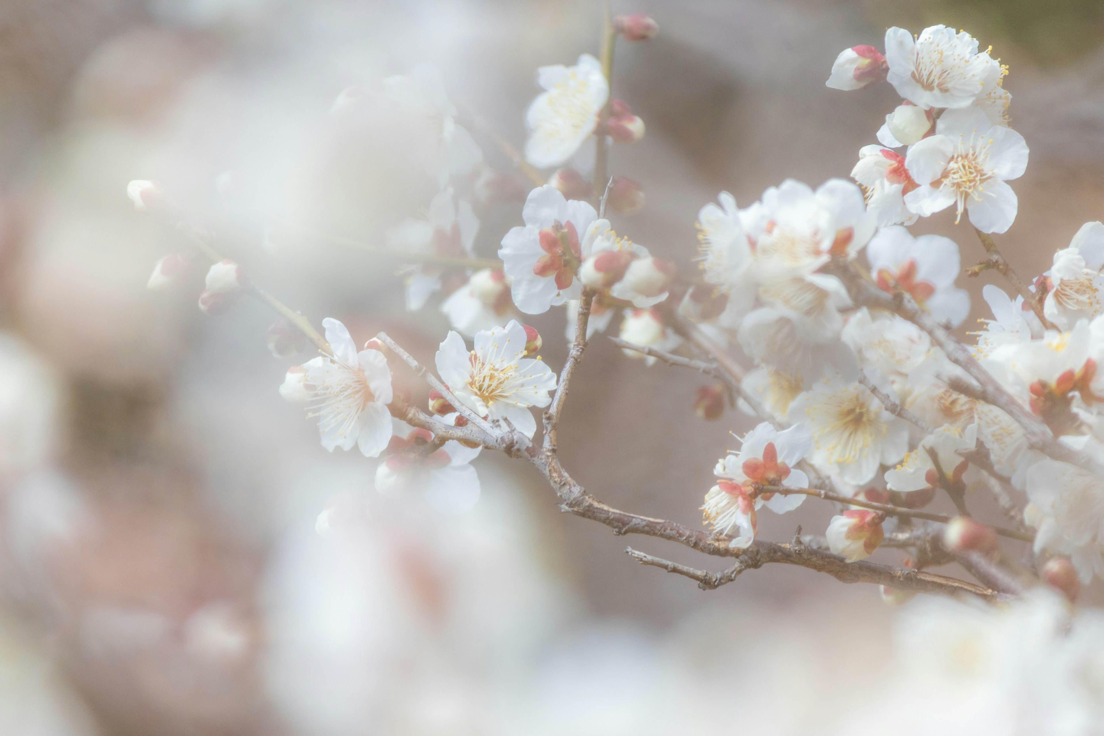 Close-up of soft white flowers on a branch