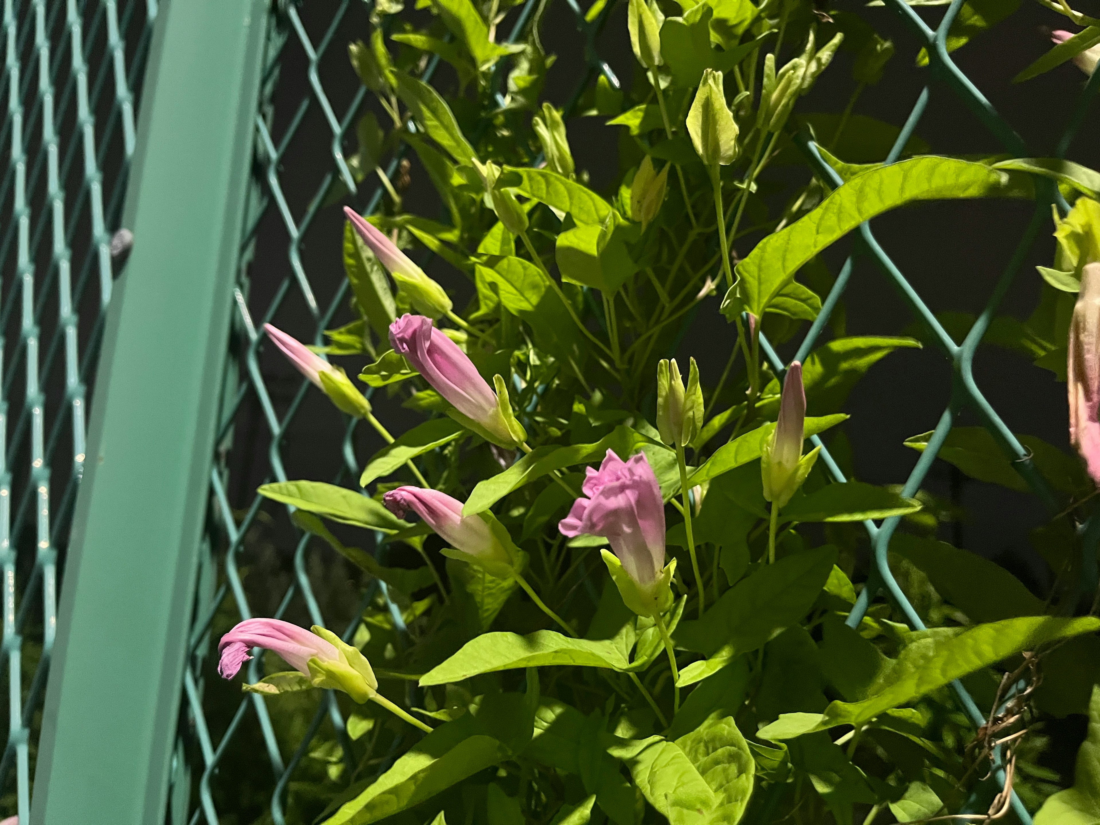 緑のフェンスの前にあるピンクの花が咲いている植物