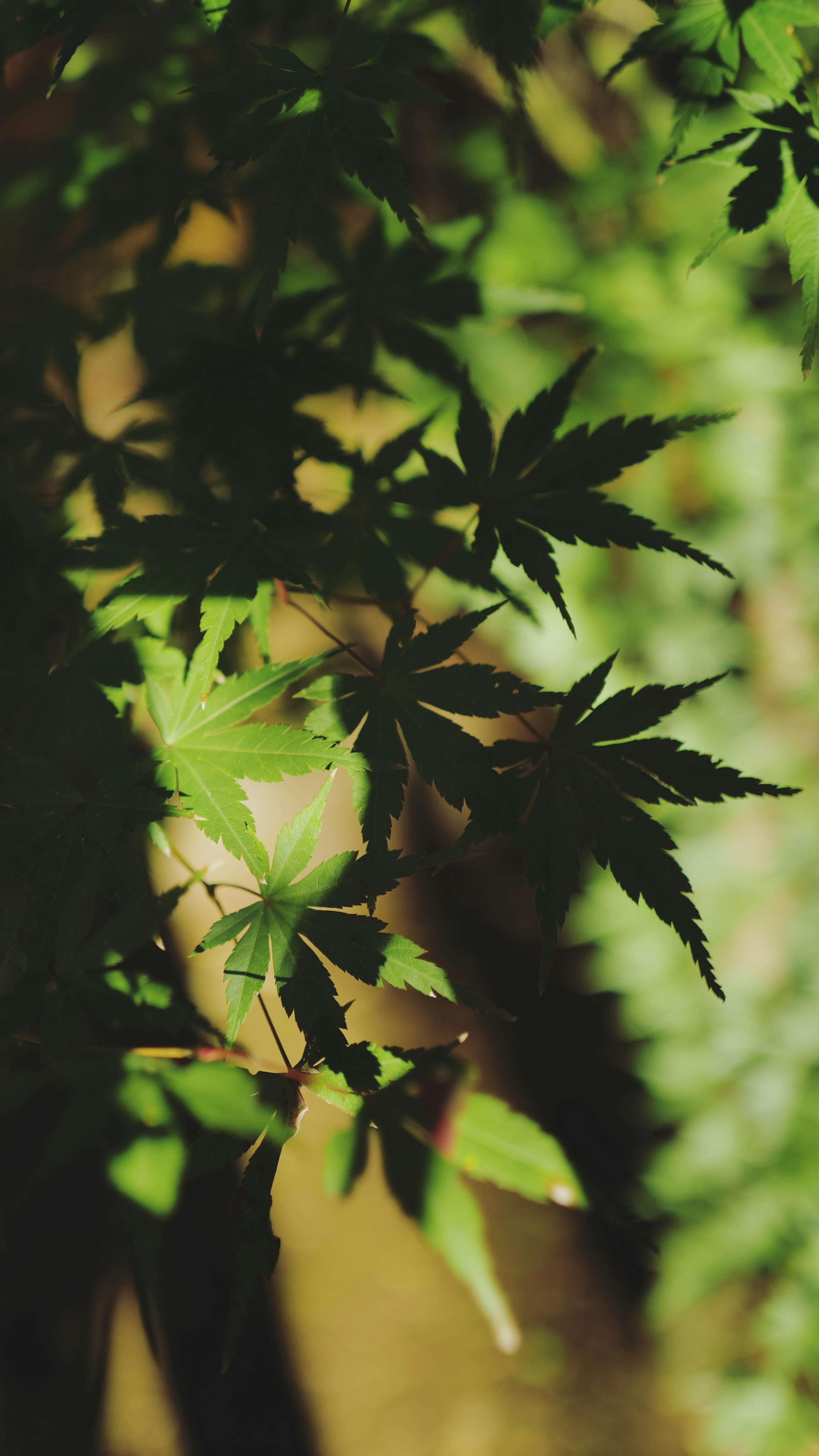 Green leaves casting shadows in a natural setting