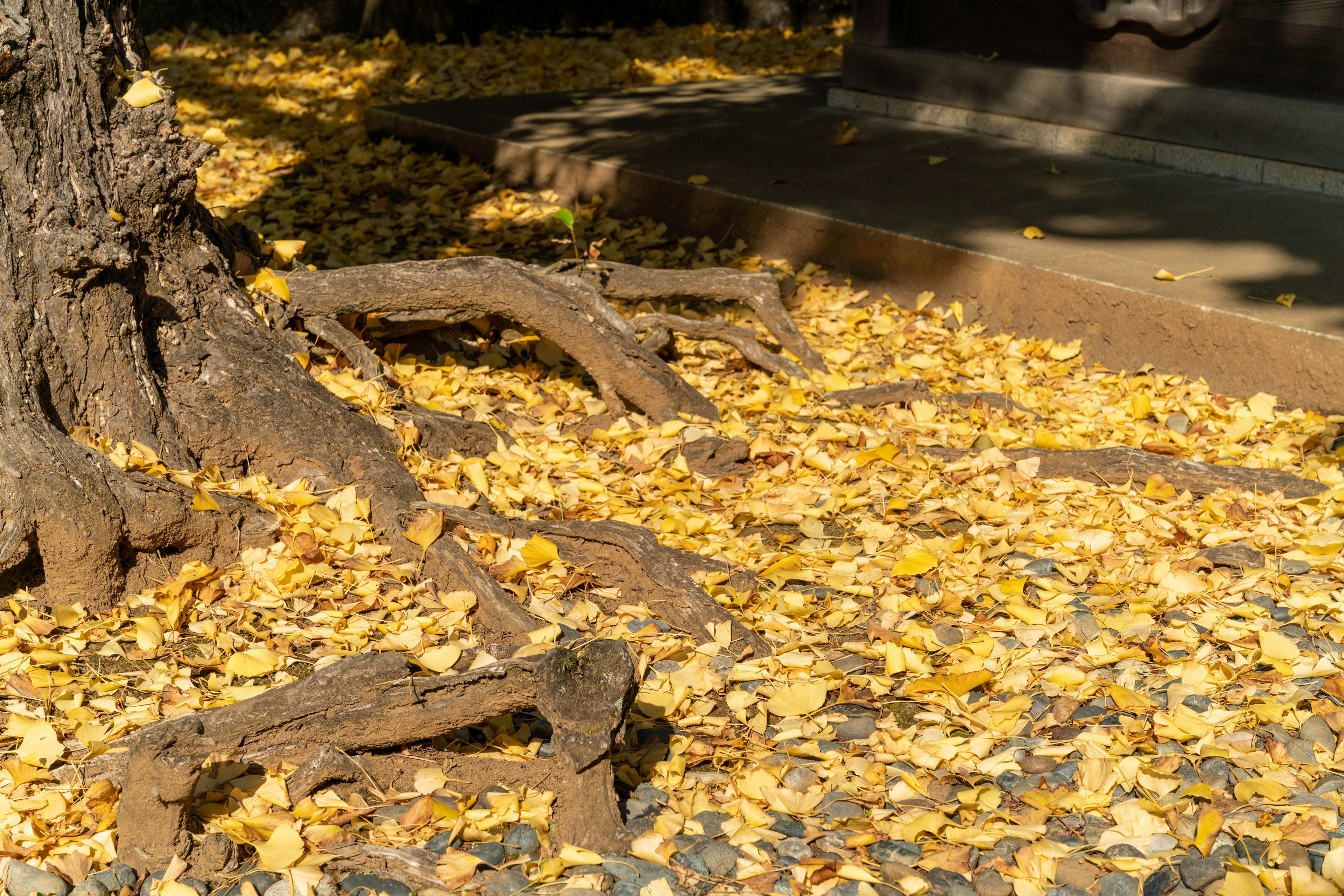 Yellow fallen leaves scattered around the base of a tree with sunlight