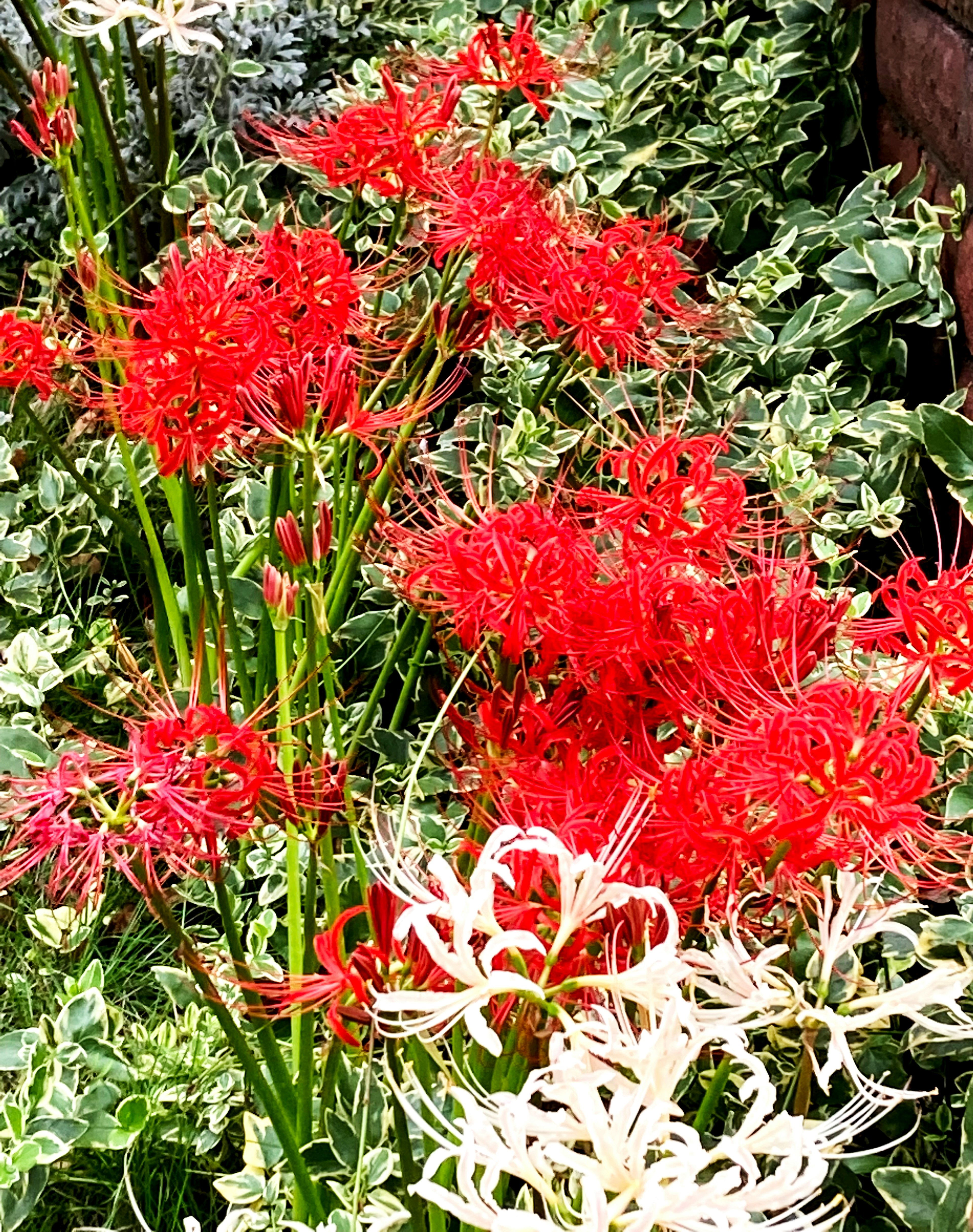 Una scena di giardino con gigli ragno rossi e bianchi