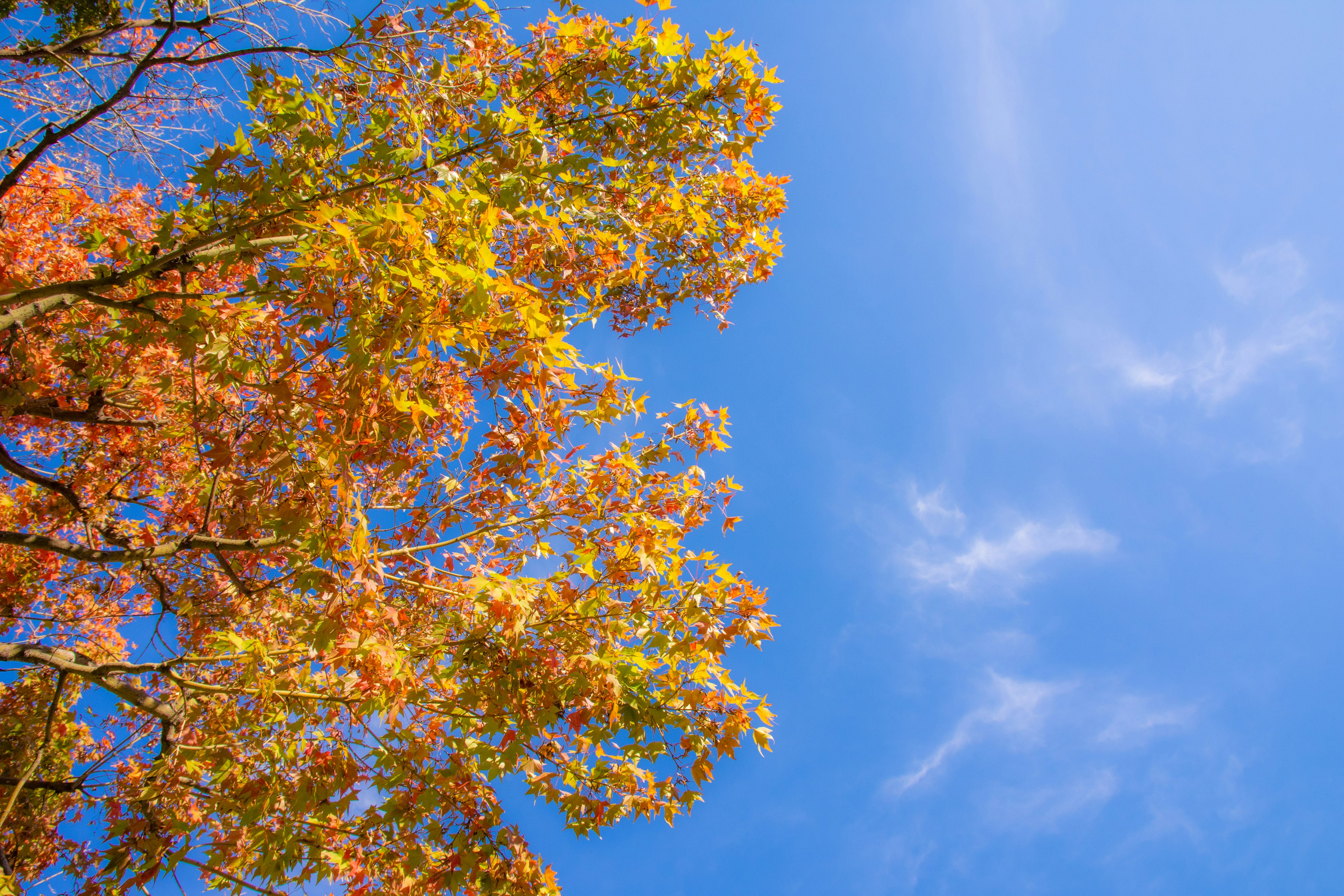 Colorful autumn leaves against a blue sky