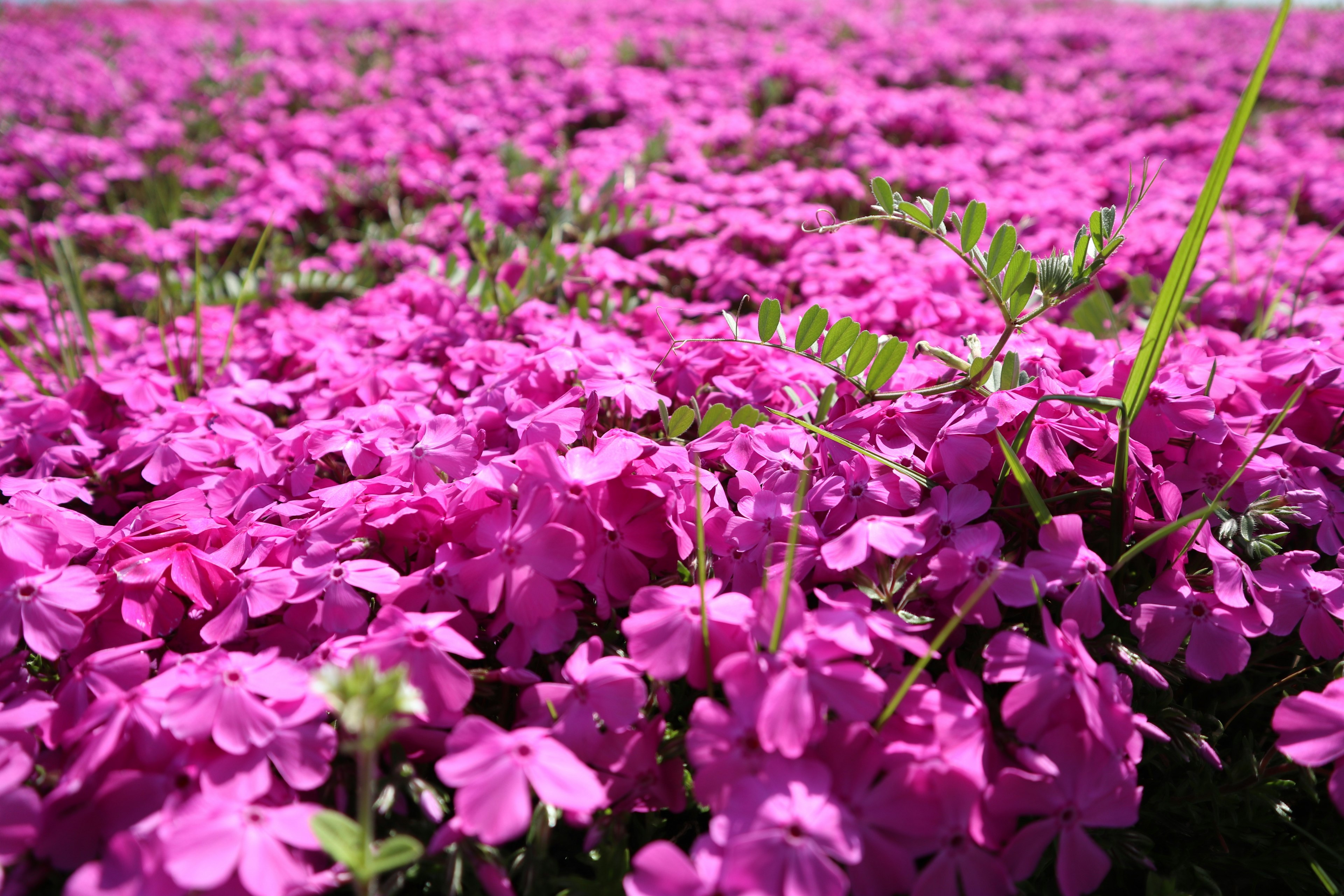 Campo vibrante de flores rosas en plena floración