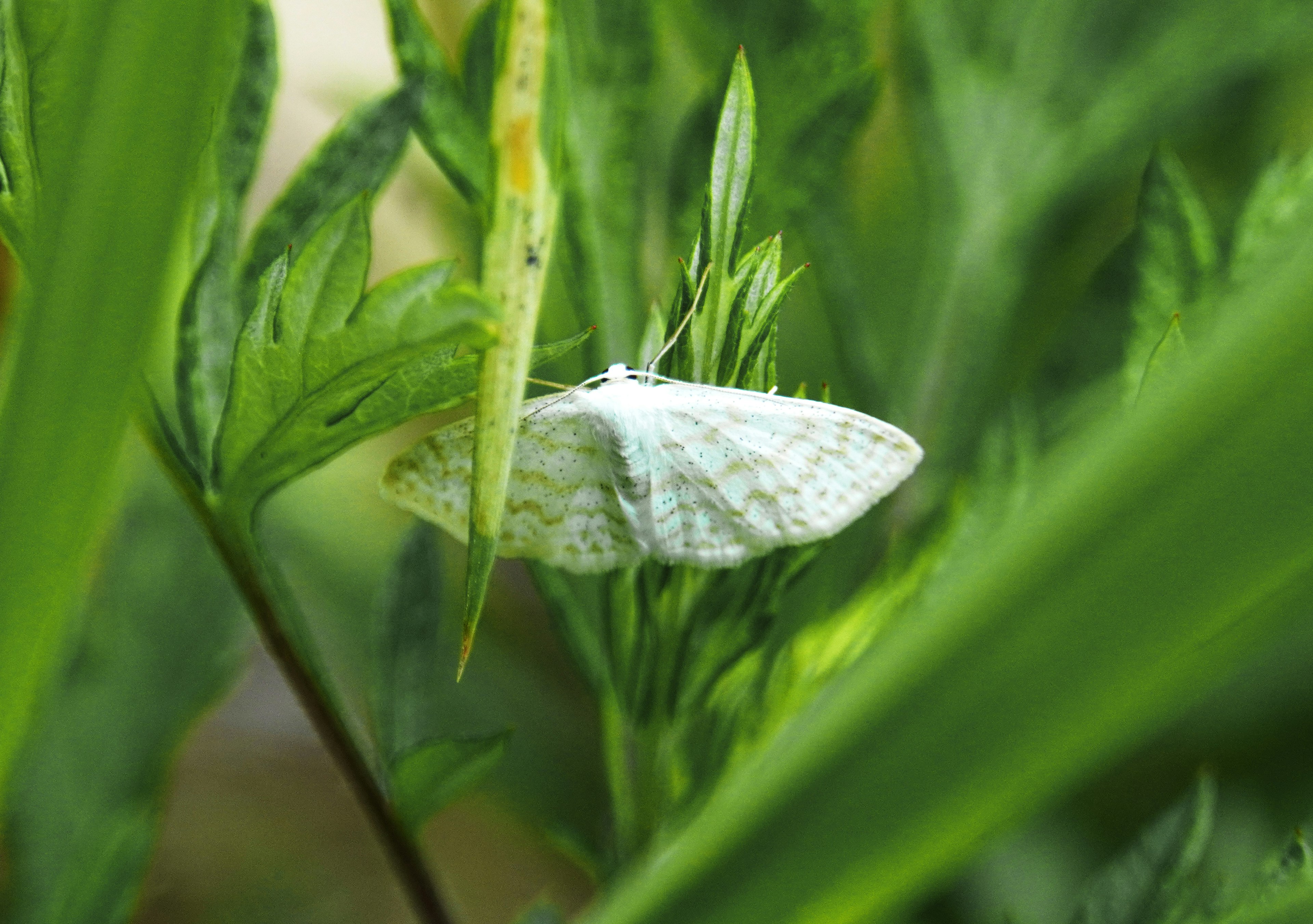 A white moth camouflaged among green leaves