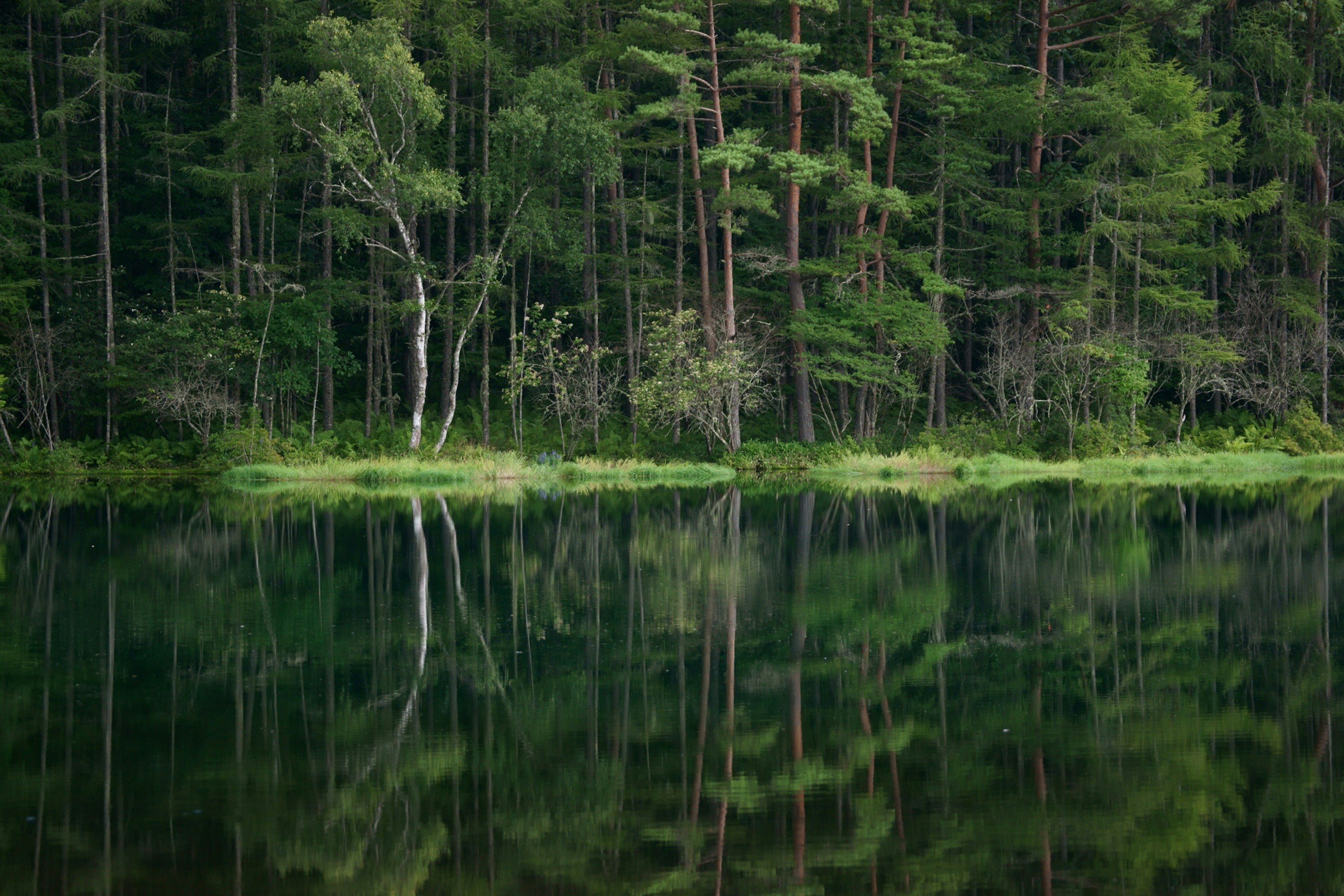 Calm lake reflection with lush green forest