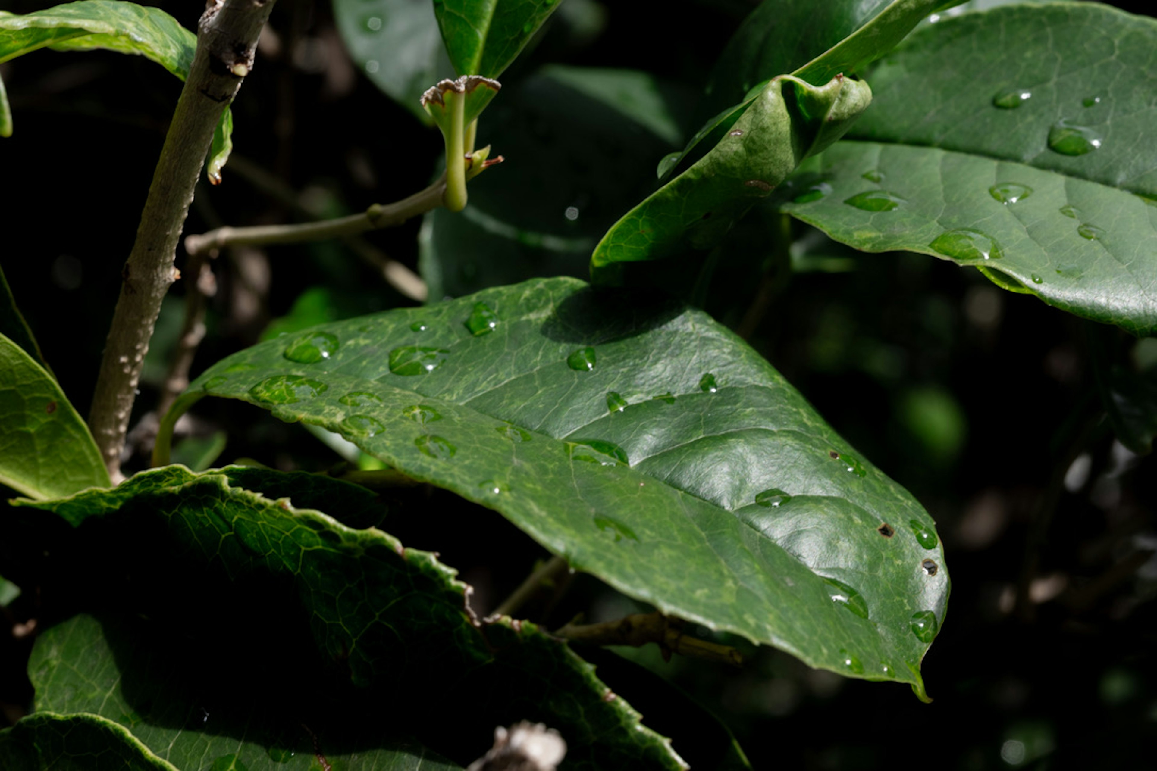 Close-up daun hijau dengan tetesan air di permukaan