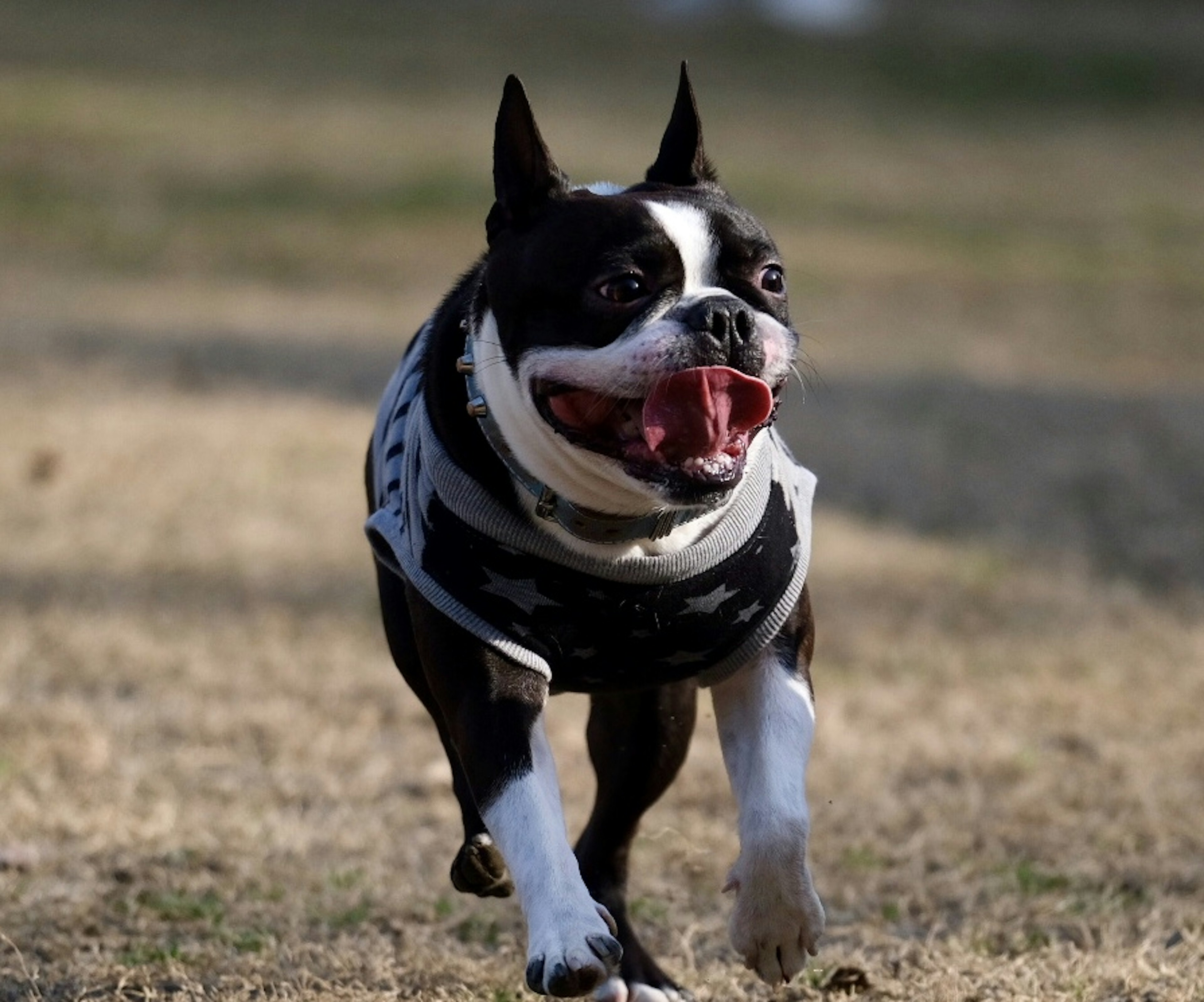 Un Boston Terrier heureux courant sur l'herbe