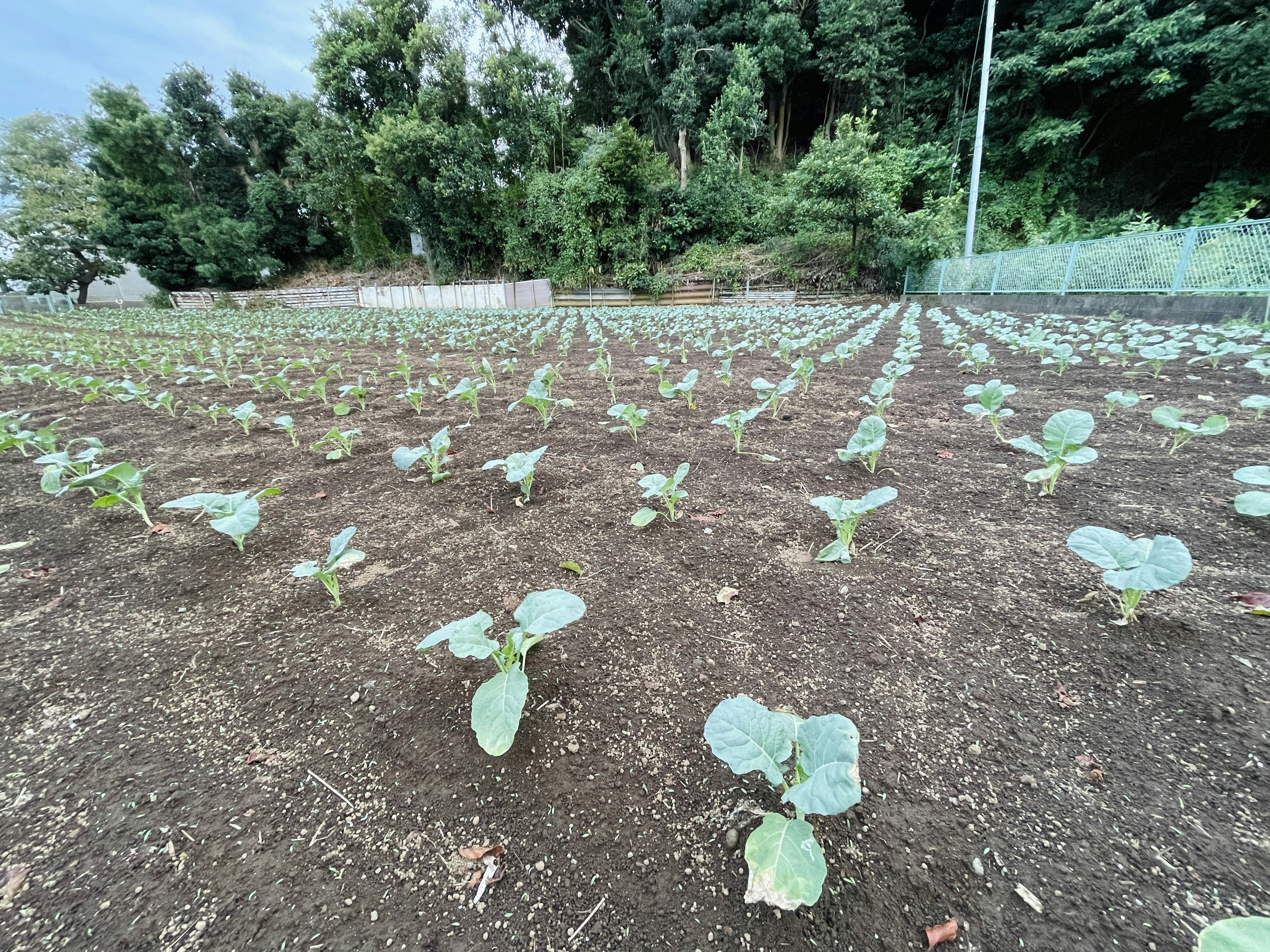 Ladang luas dengan barisan bibit kol hijau