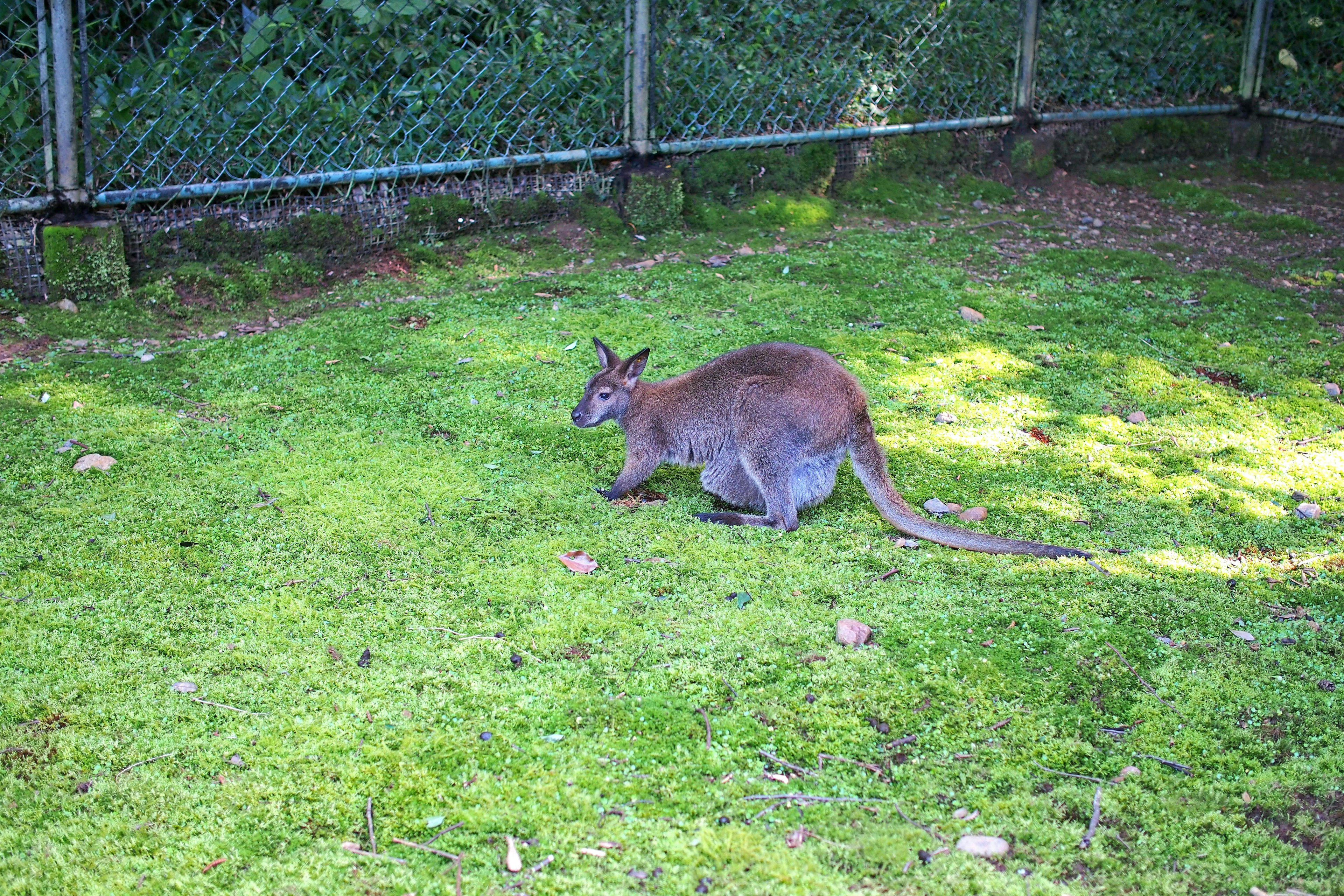 A kangaroo grazing on green grass in a fenced area