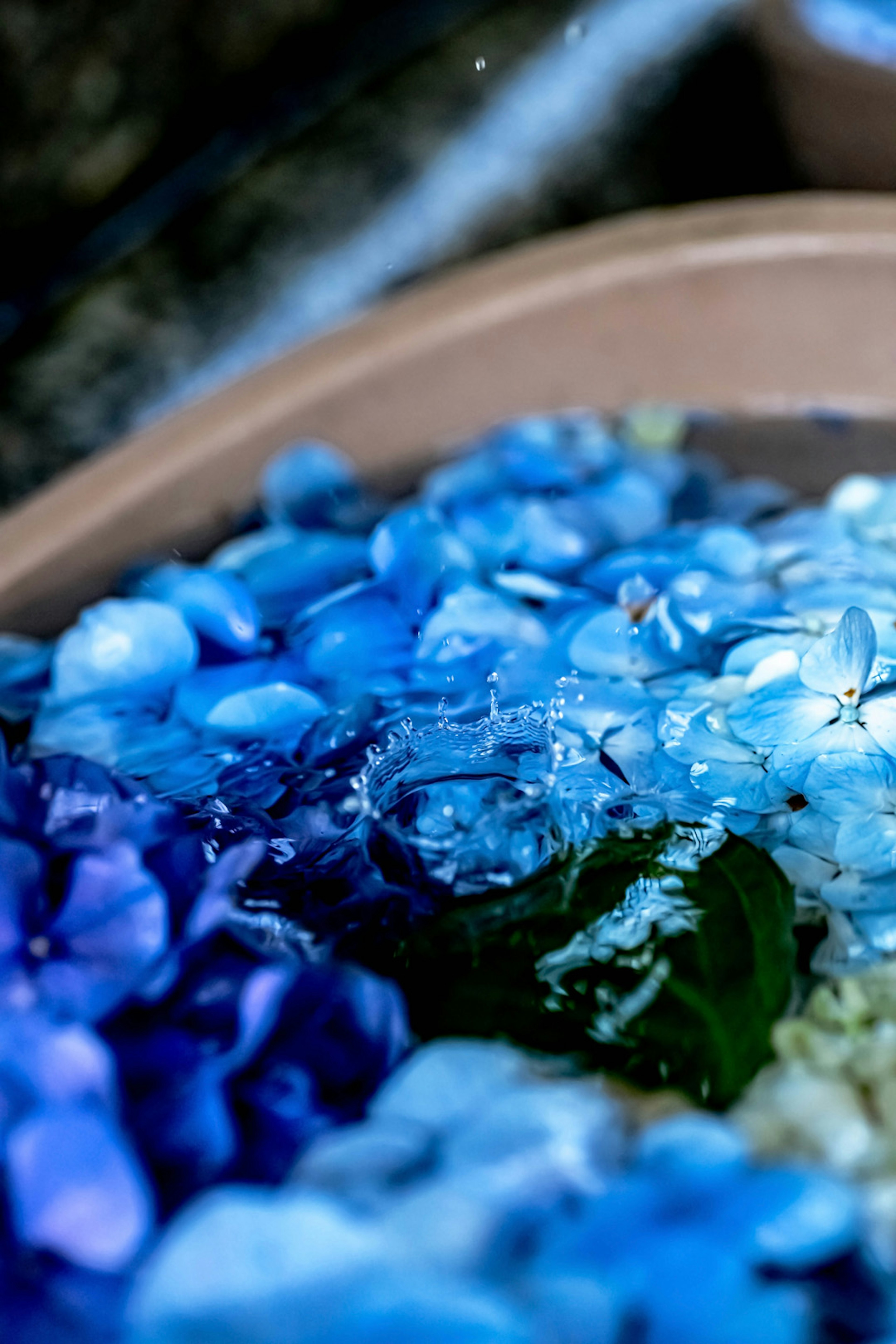 Scène tranquille de pétales de fleurs bleues flottant dans l'eau