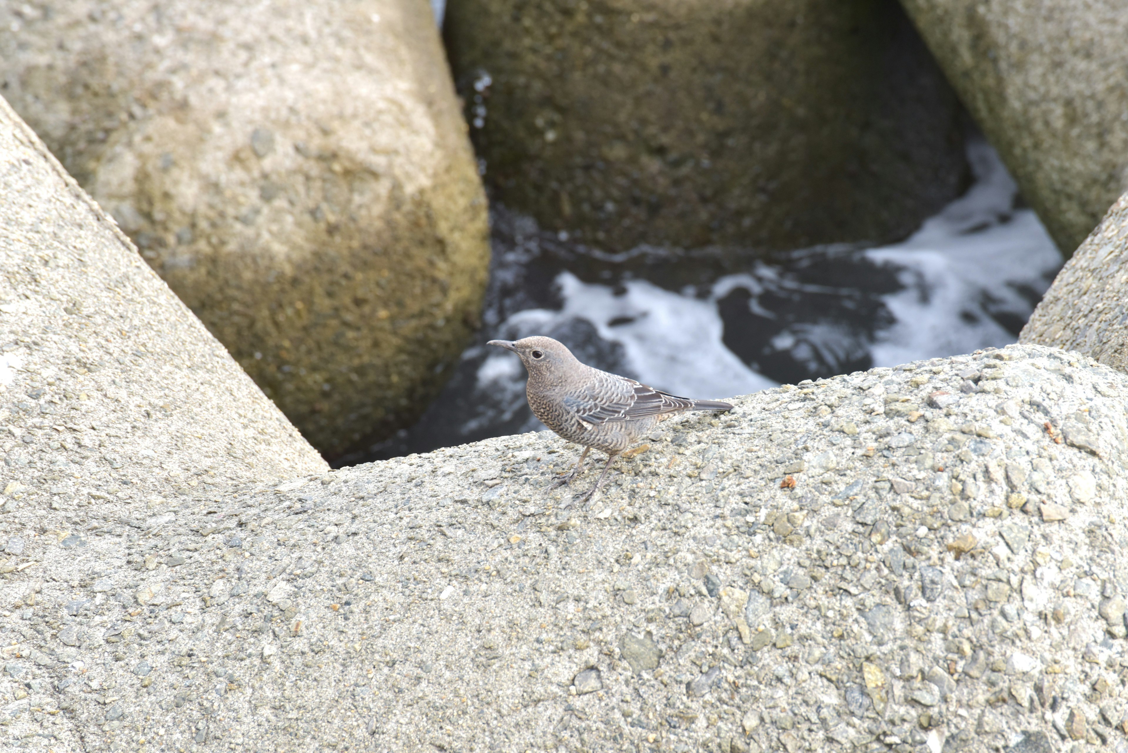 岩の上にいる小さな鳥と波のある水面