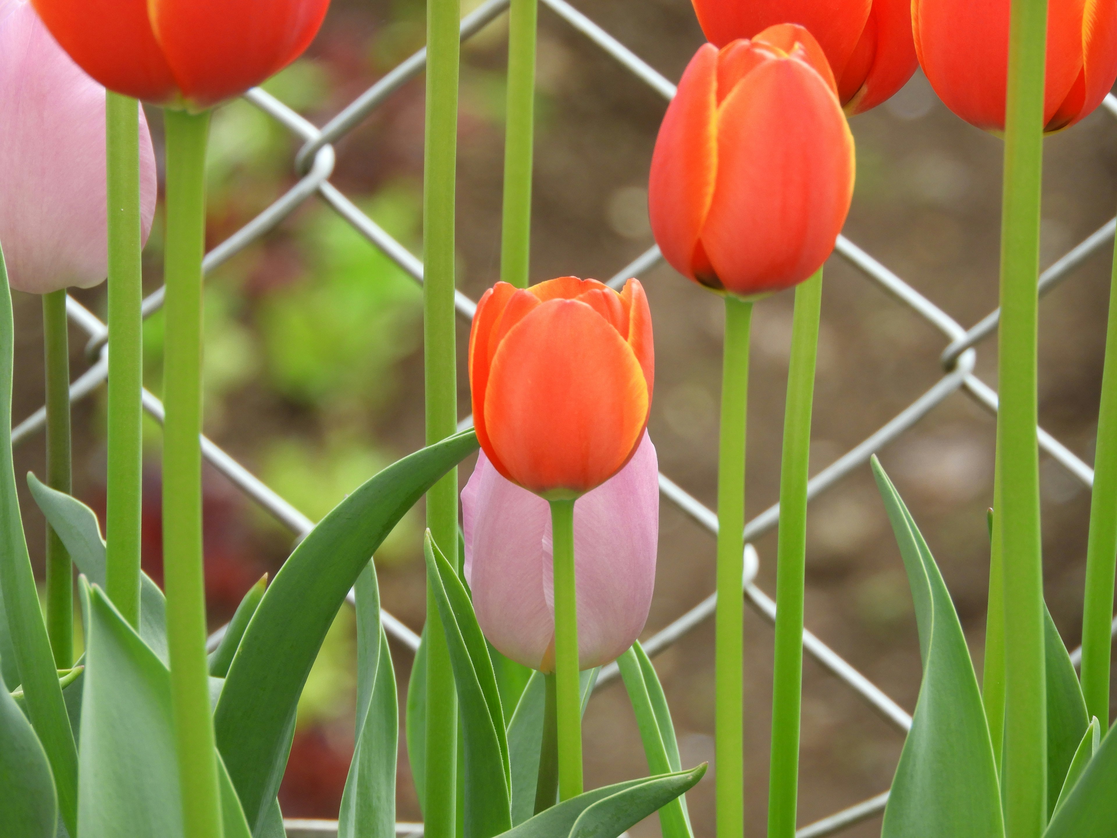 Red and pink tulips standing in front of a fence