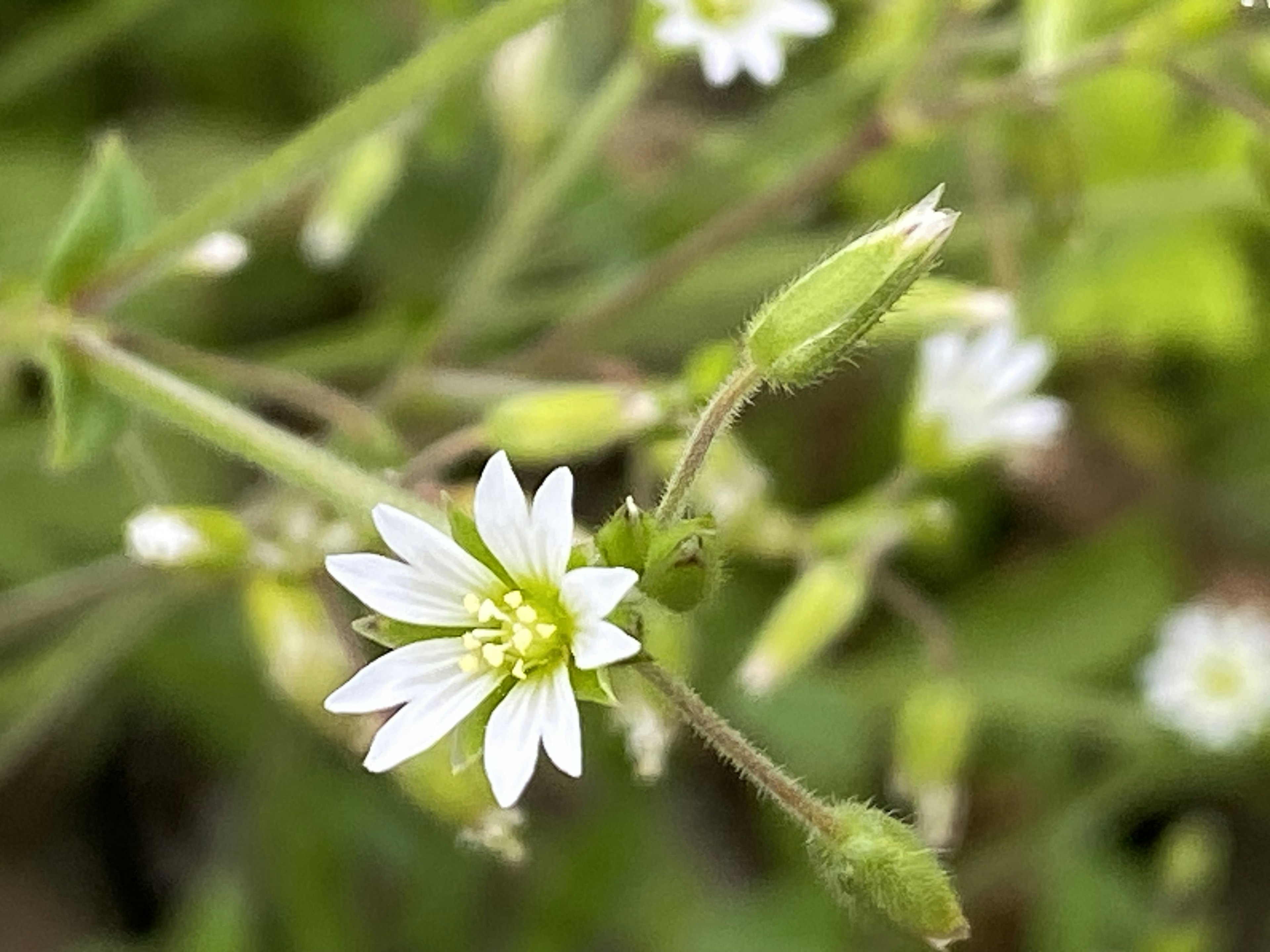 Close-up of a plant with white flowers against a green background