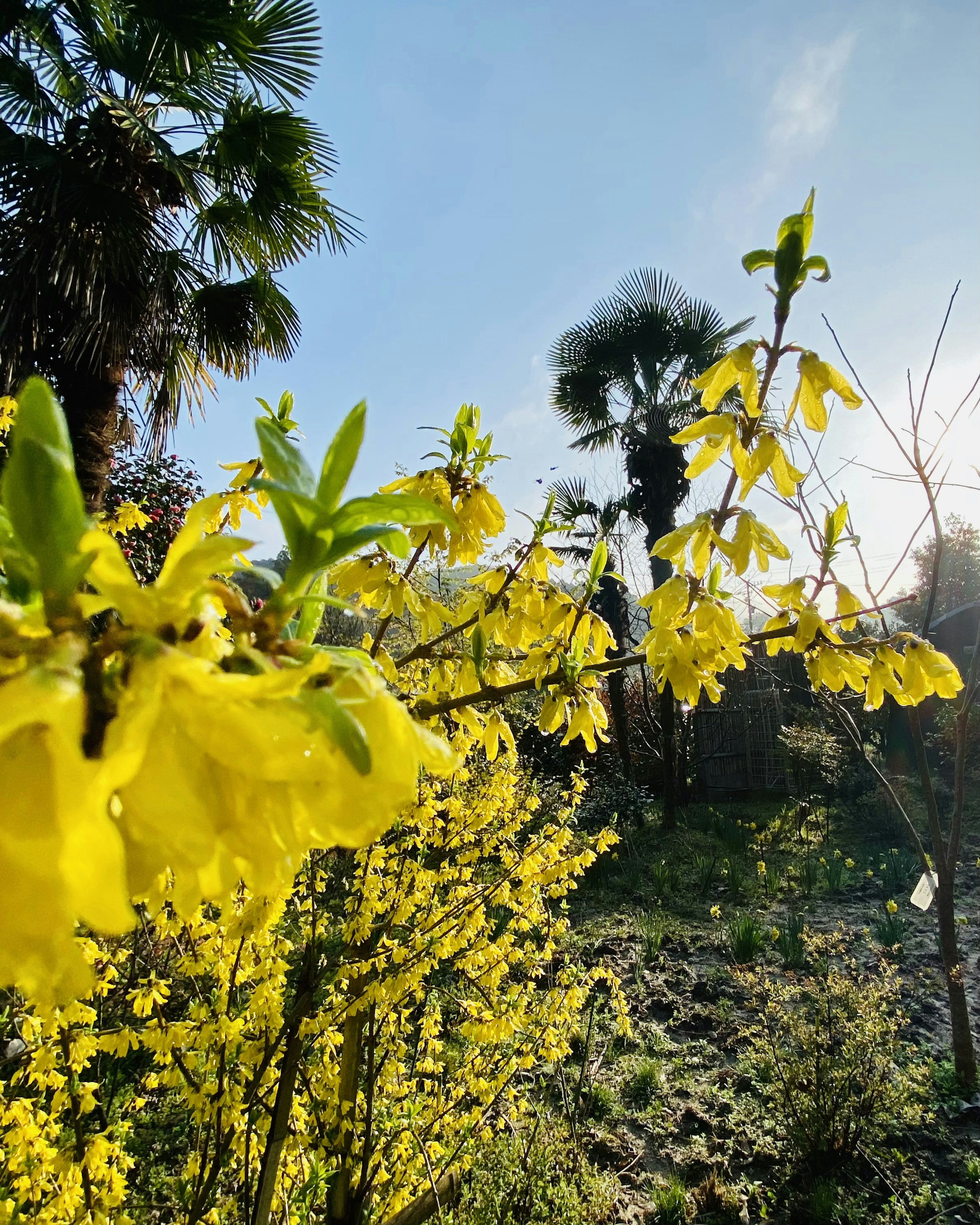 Schöne Landschaft mit gelben Blumen und Palmen im Hintergrund