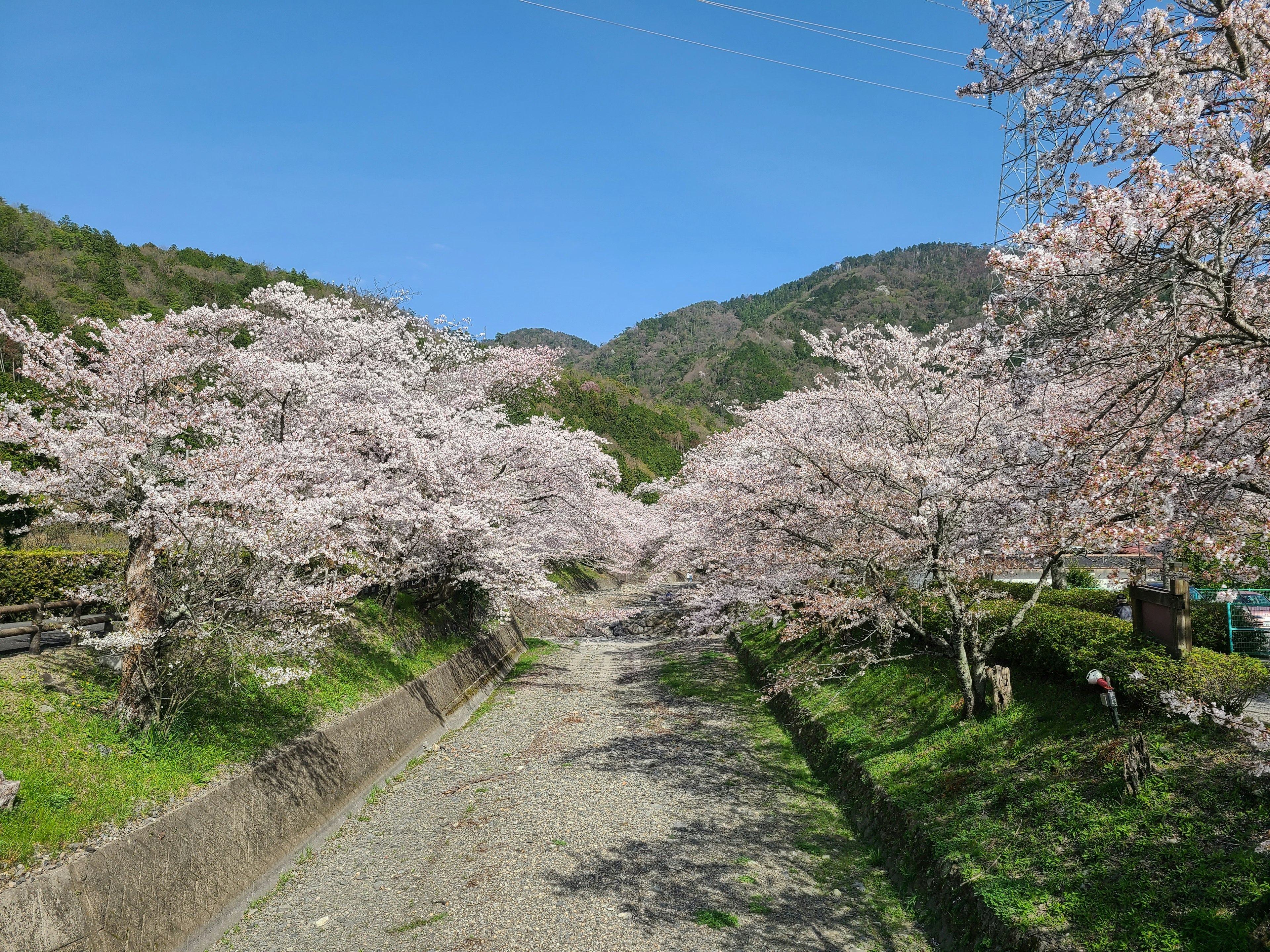 Beautiful path lined with cherry blossom trees