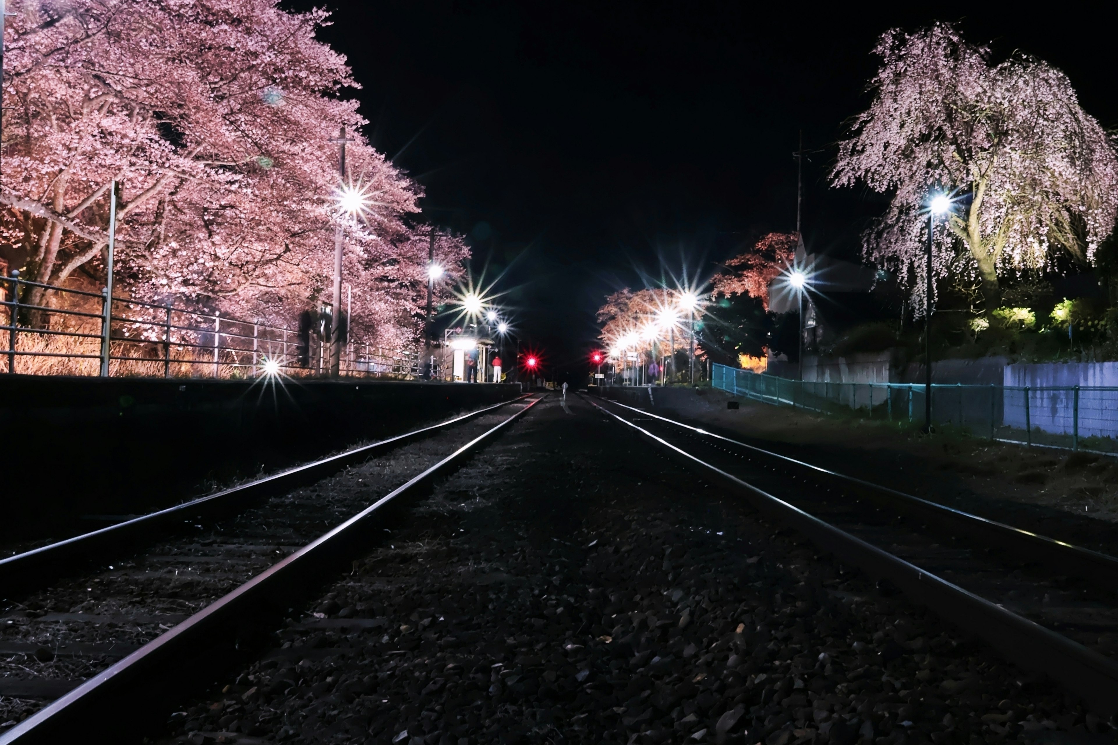 桜の木が並ぶ夜の鉄道風景