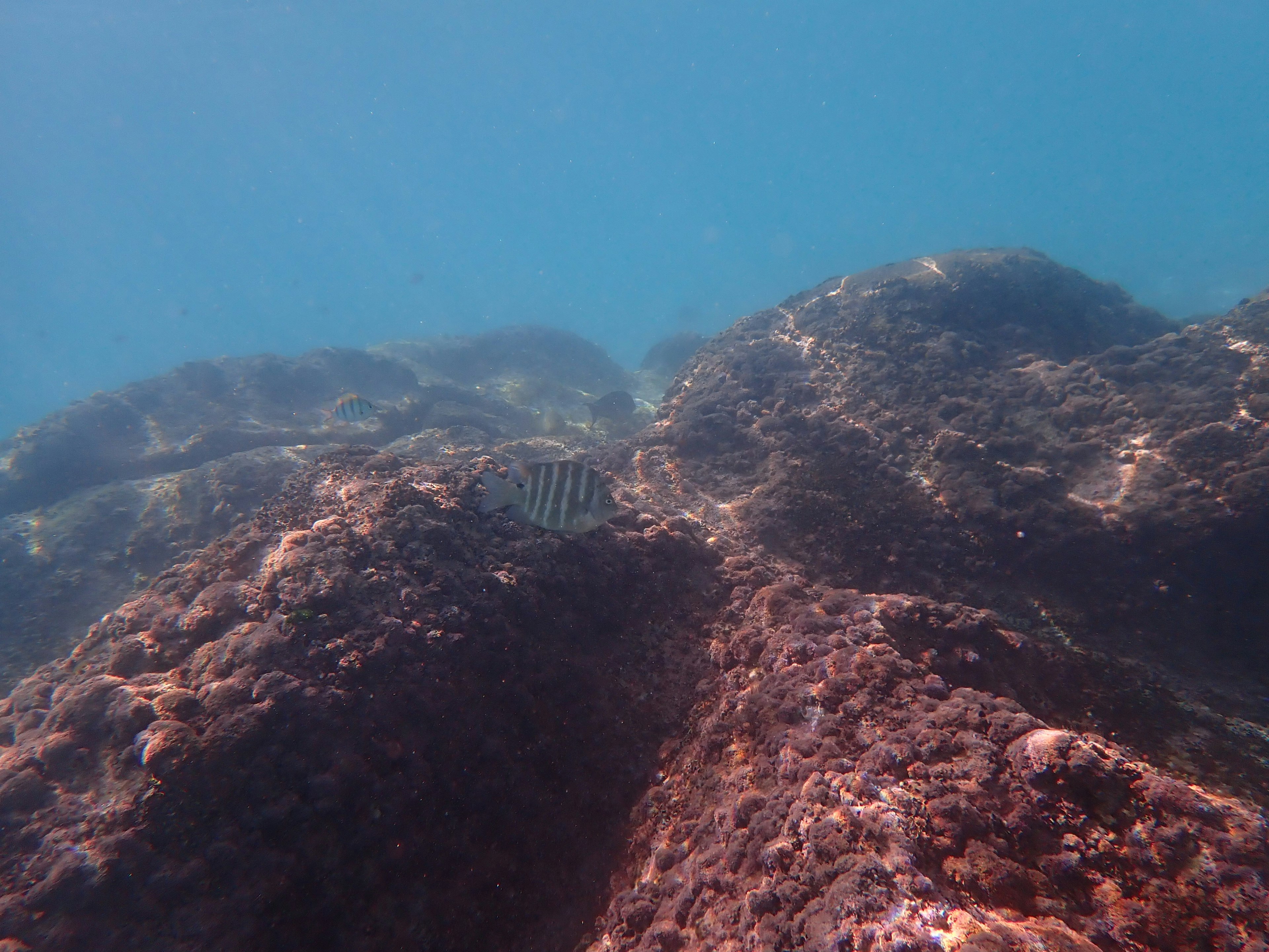 Underwater view of rocks and seaweed in clear blue water