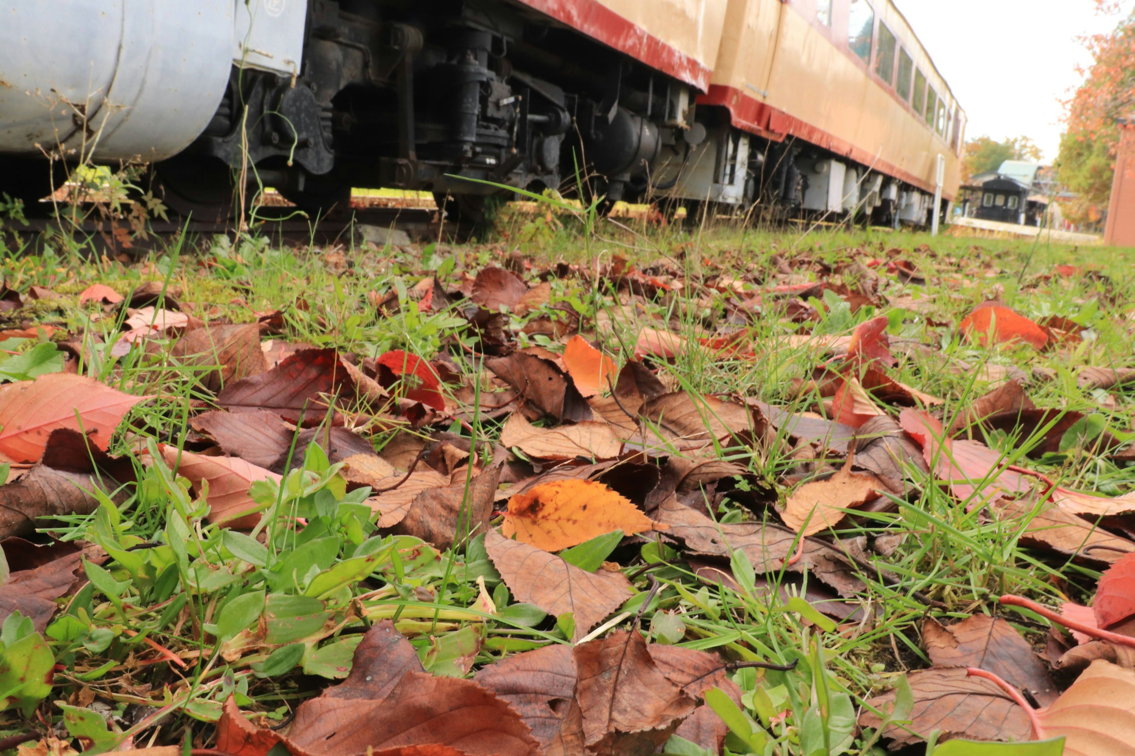 Herbstblätter, die auf dem Gras neben einem alten Zug verstreut sind