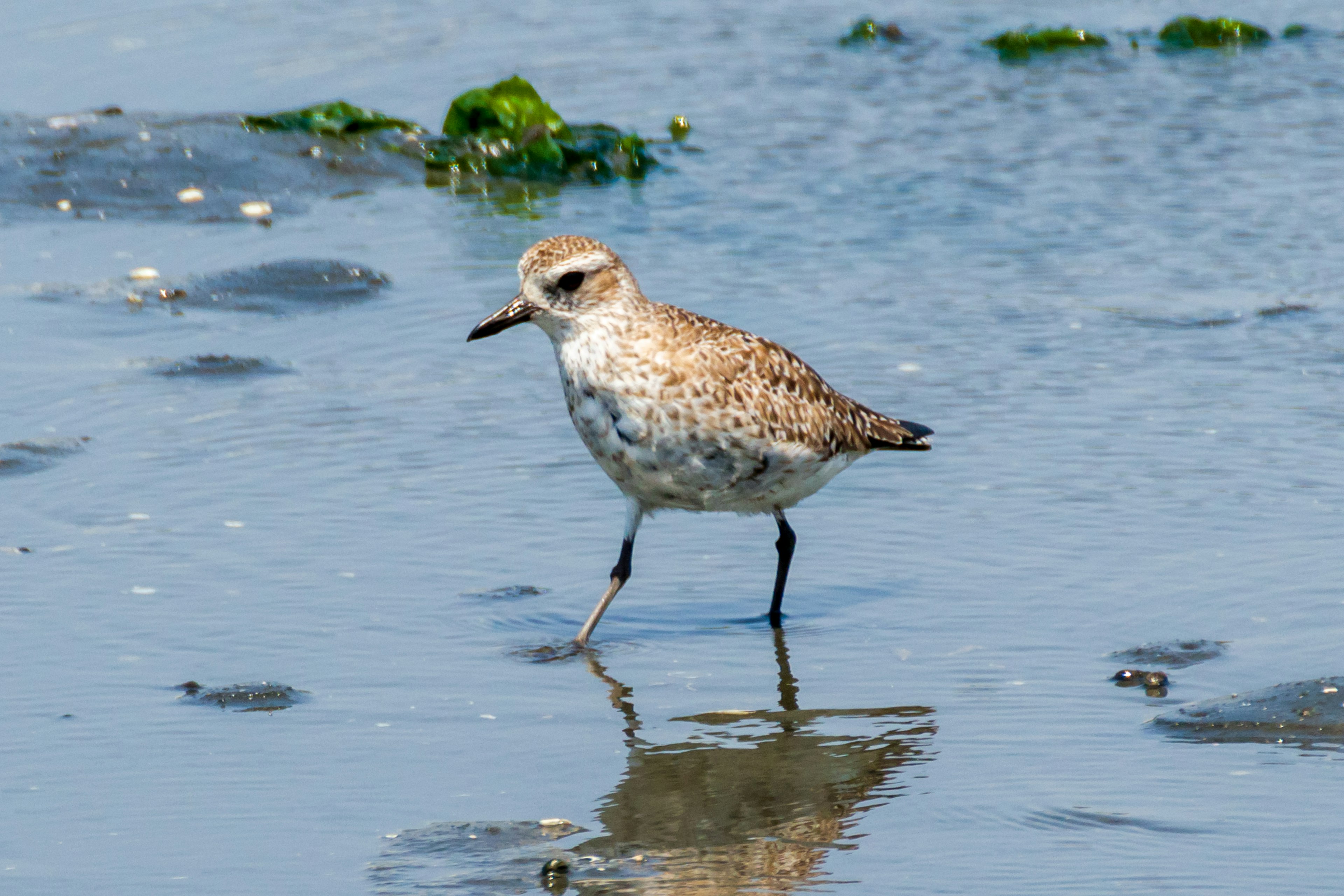 Bild eines kleinen Vogels, der am Ufer geht