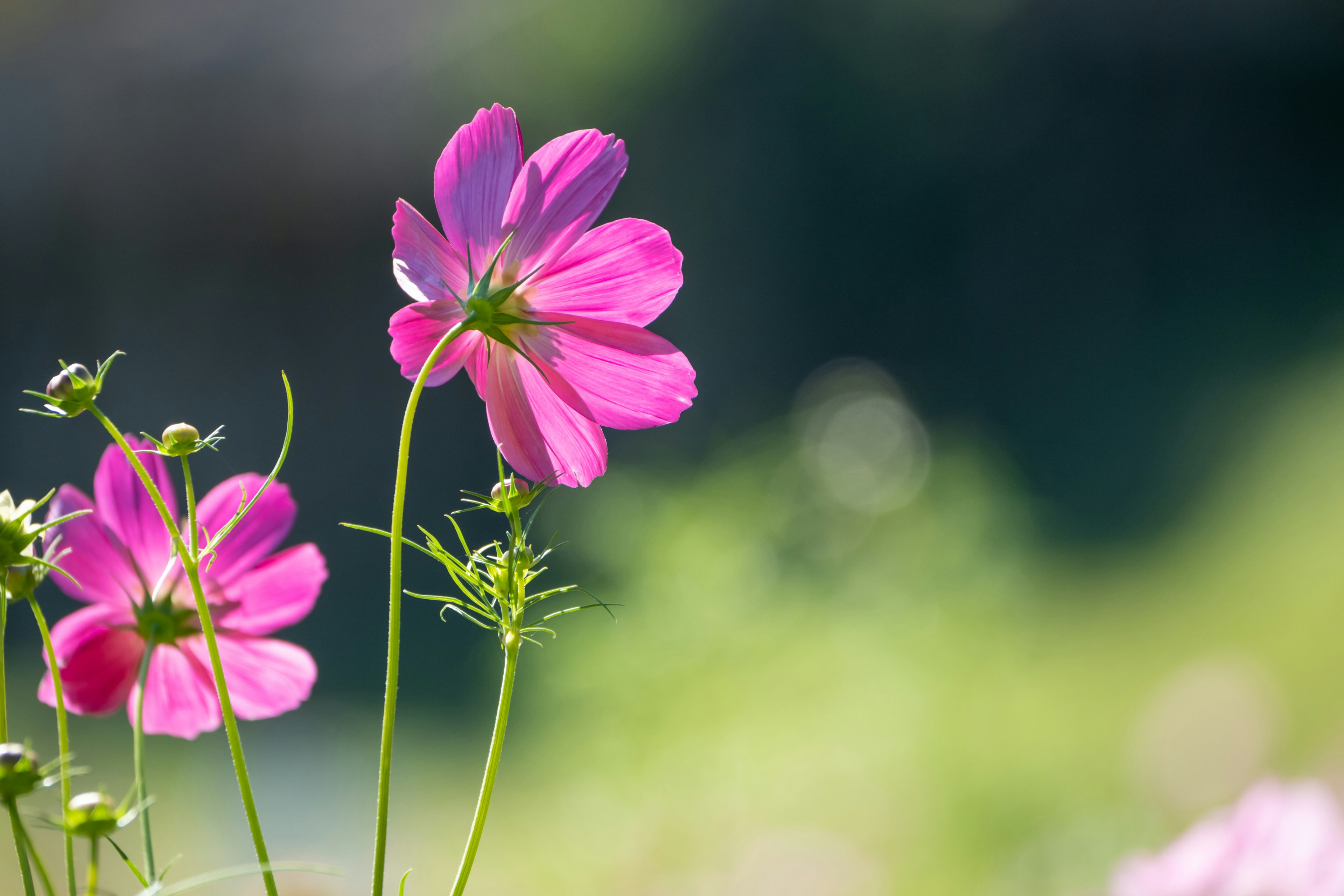 Fiori rosa vivaci su uno sfondo verde sfocato