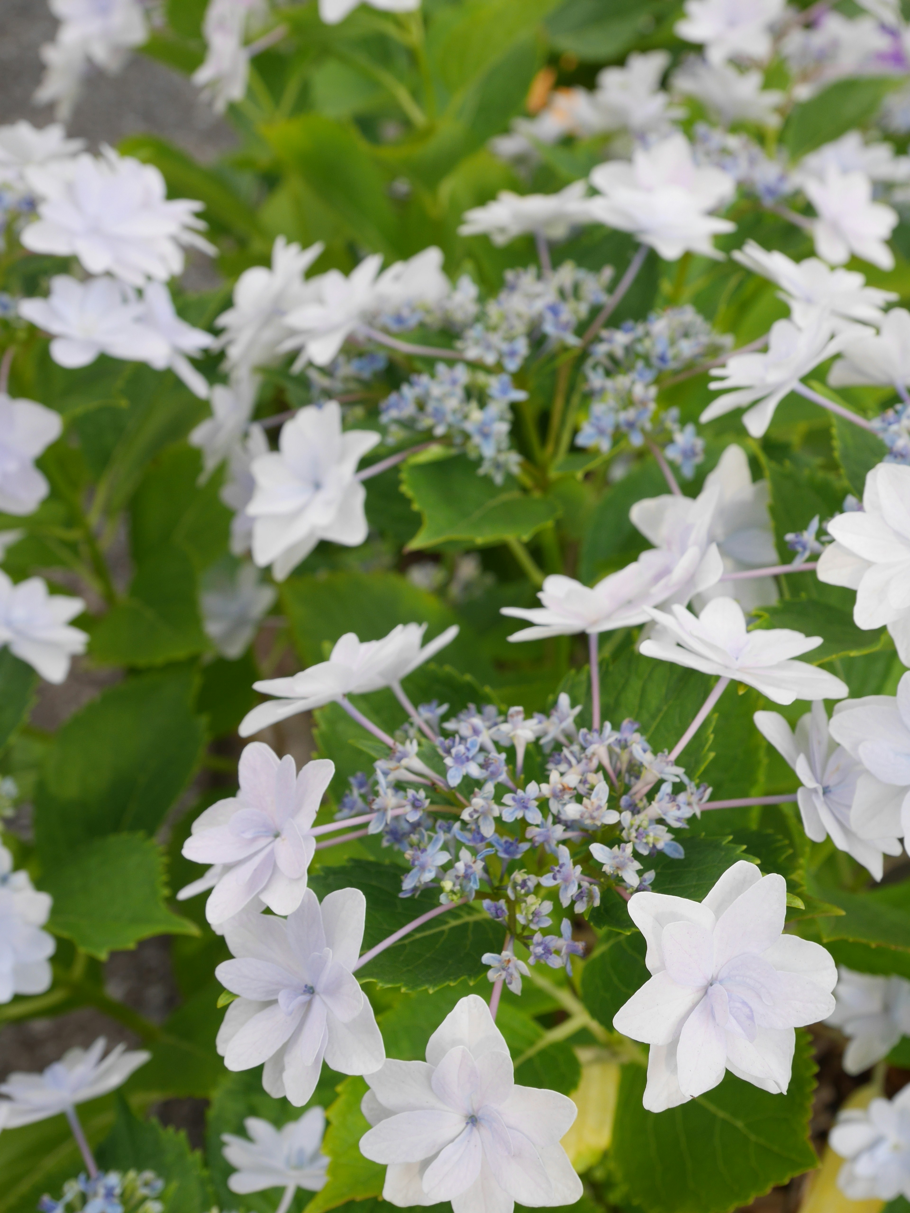 Gros plan de fleurs d'hortensia avec des pétales blancs et des feuilles vertes