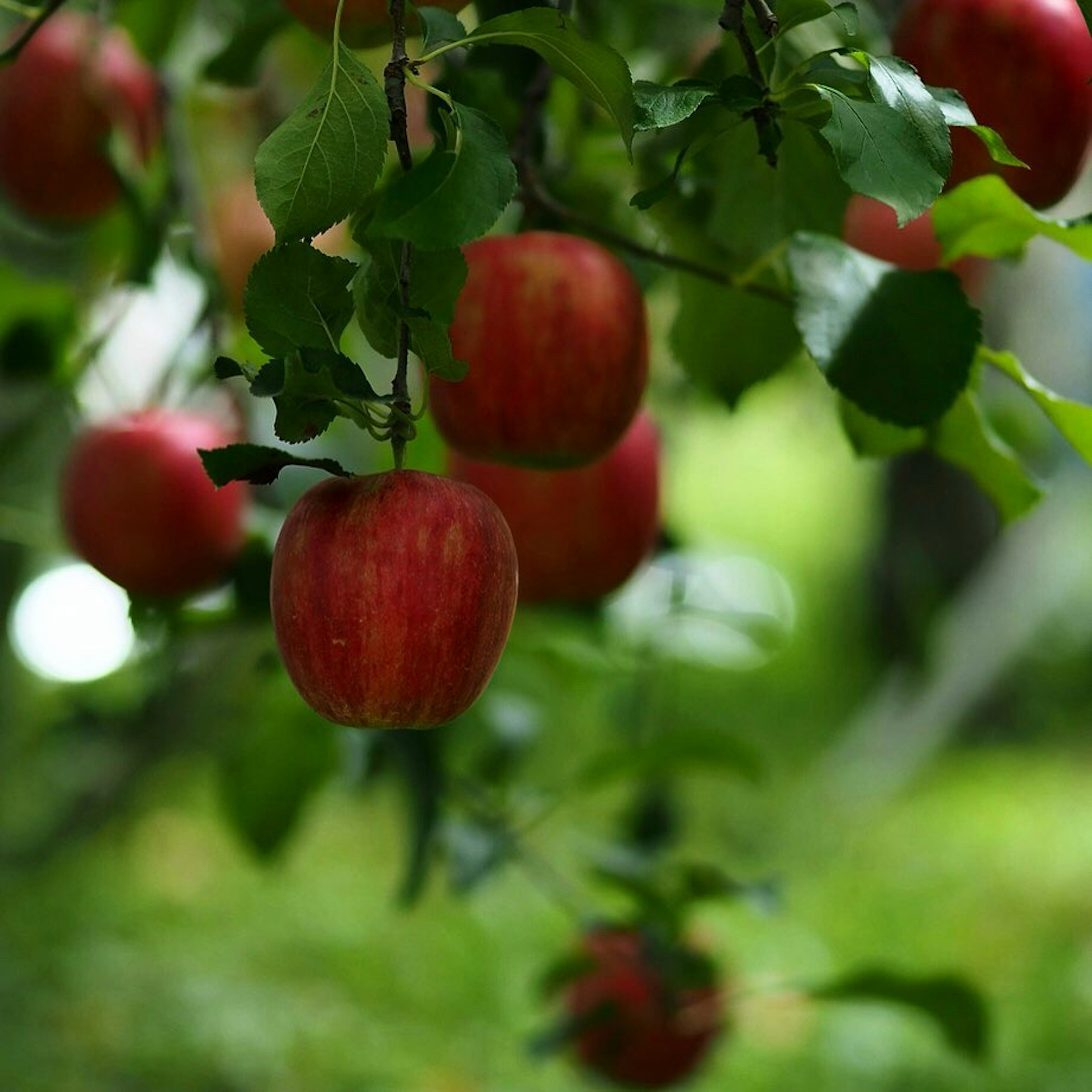 Apel merah menggantung di antara daun hijau dalam kebun yang indah