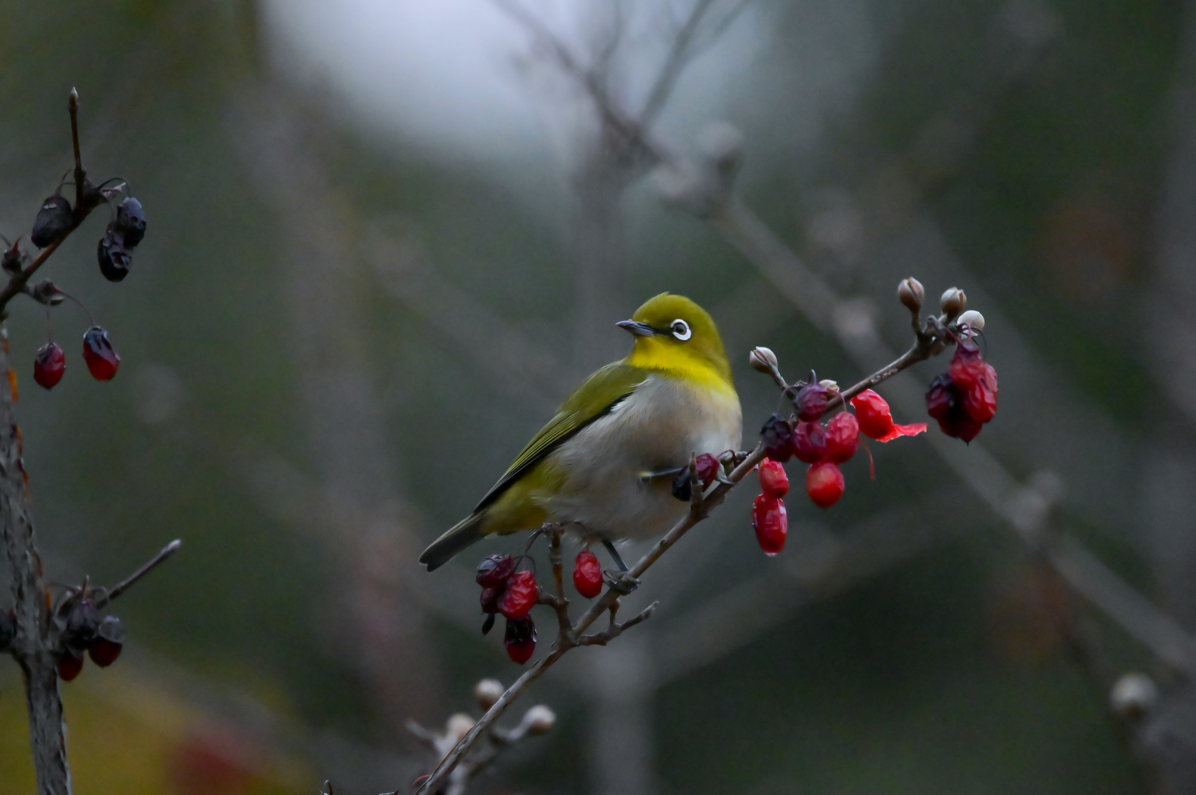 Un piccolo uccello verde posato su un ramo con bacche rosse