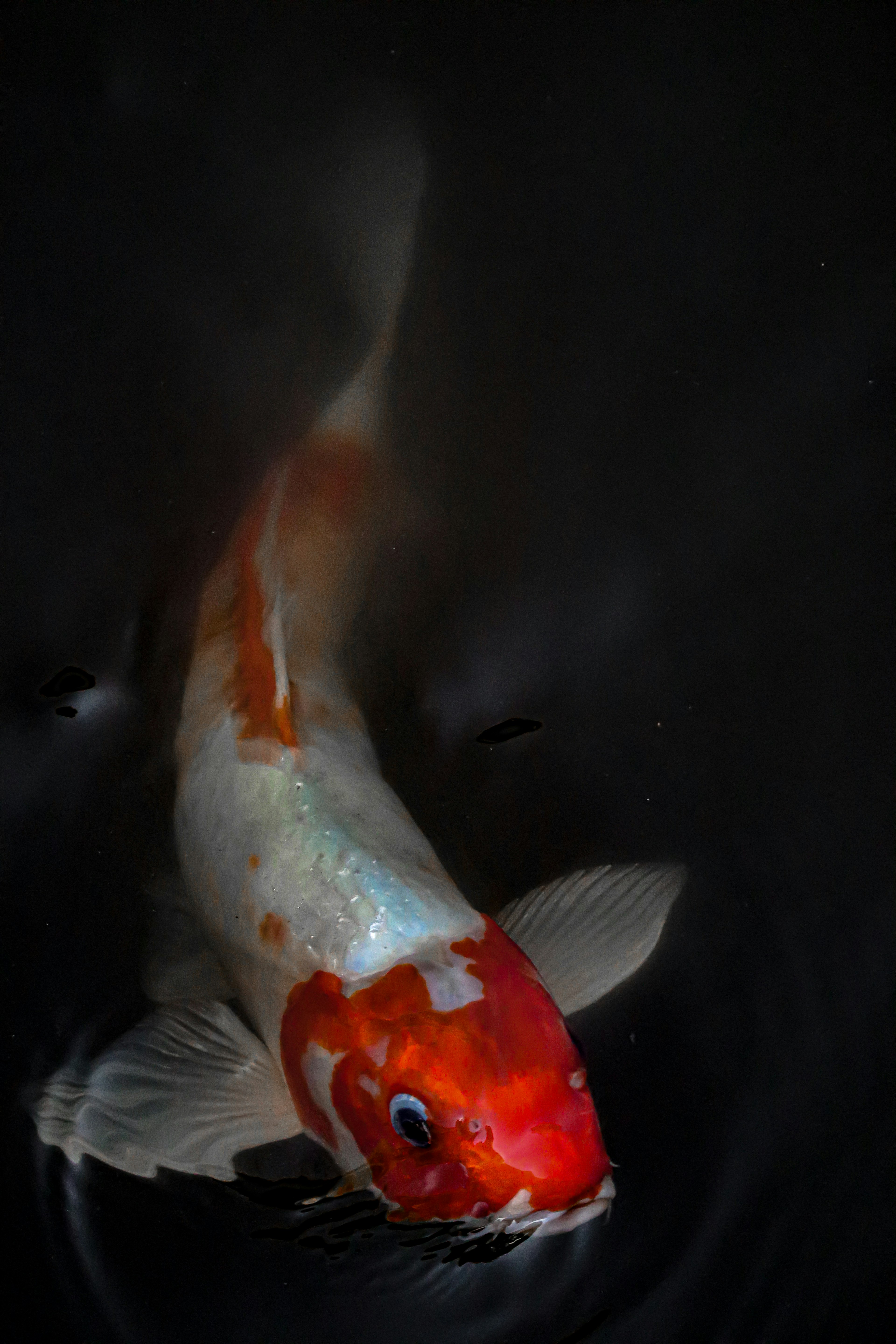 Pez koi nadando en agua oscura con patrones rojos y blancos