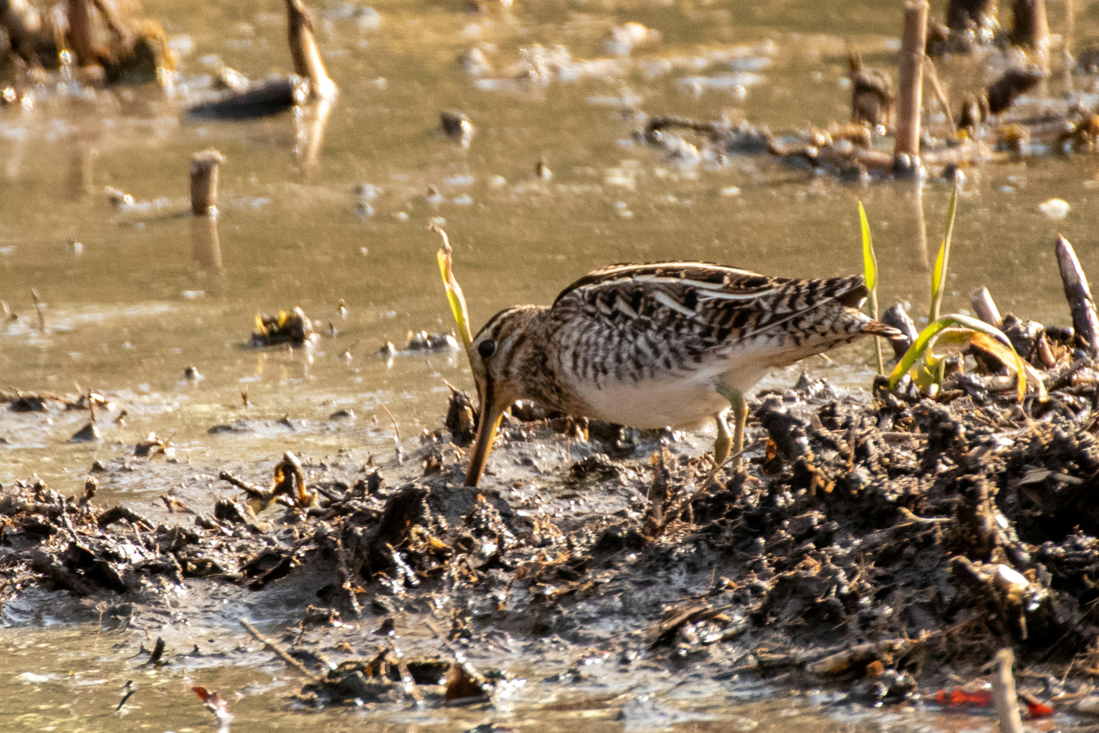 Oiseau fouillant dans la boue d'un marais