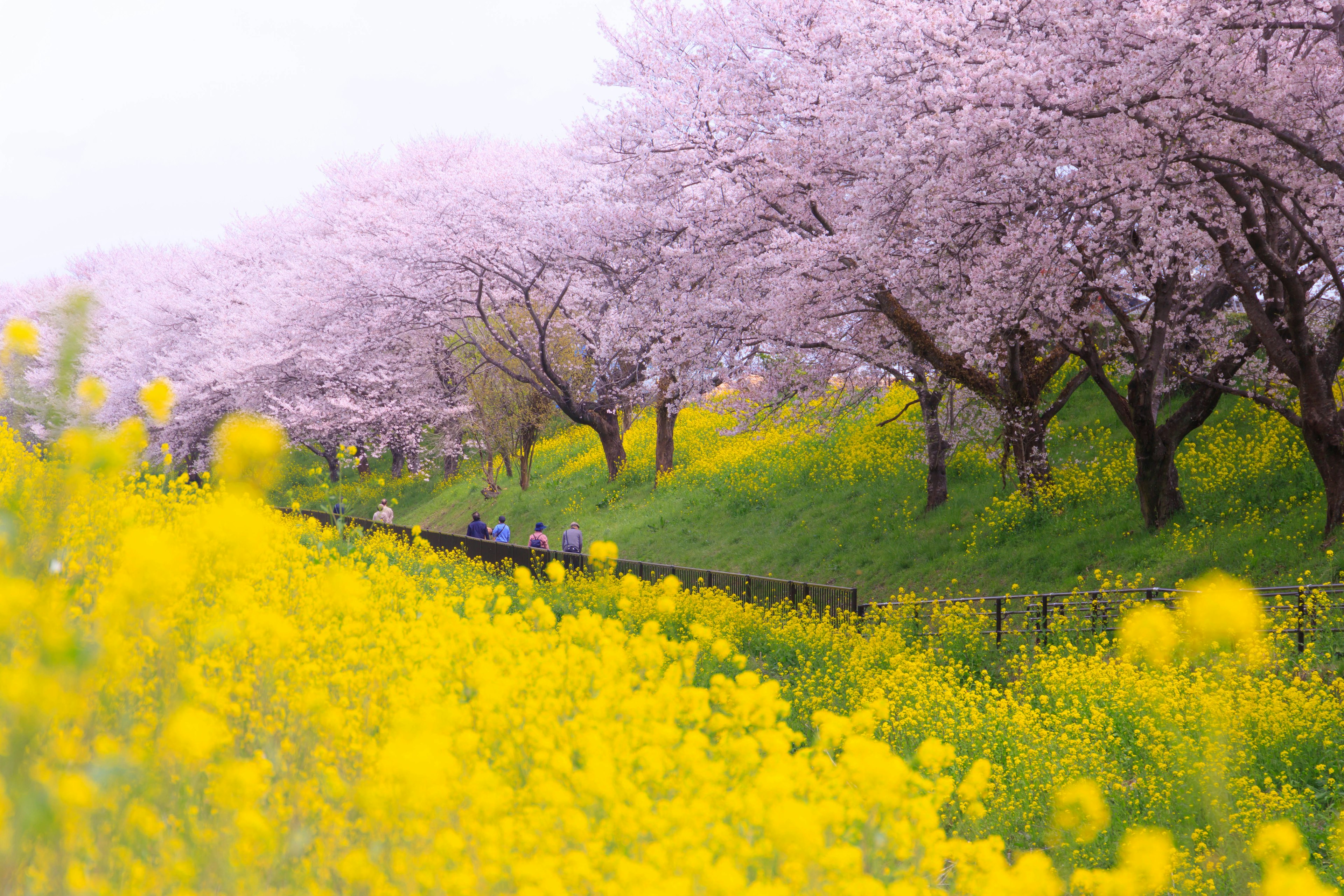 Una vista panoramica di alberi di ciliegio in fiore e fiori di colza con persone che godono dell'outdoor