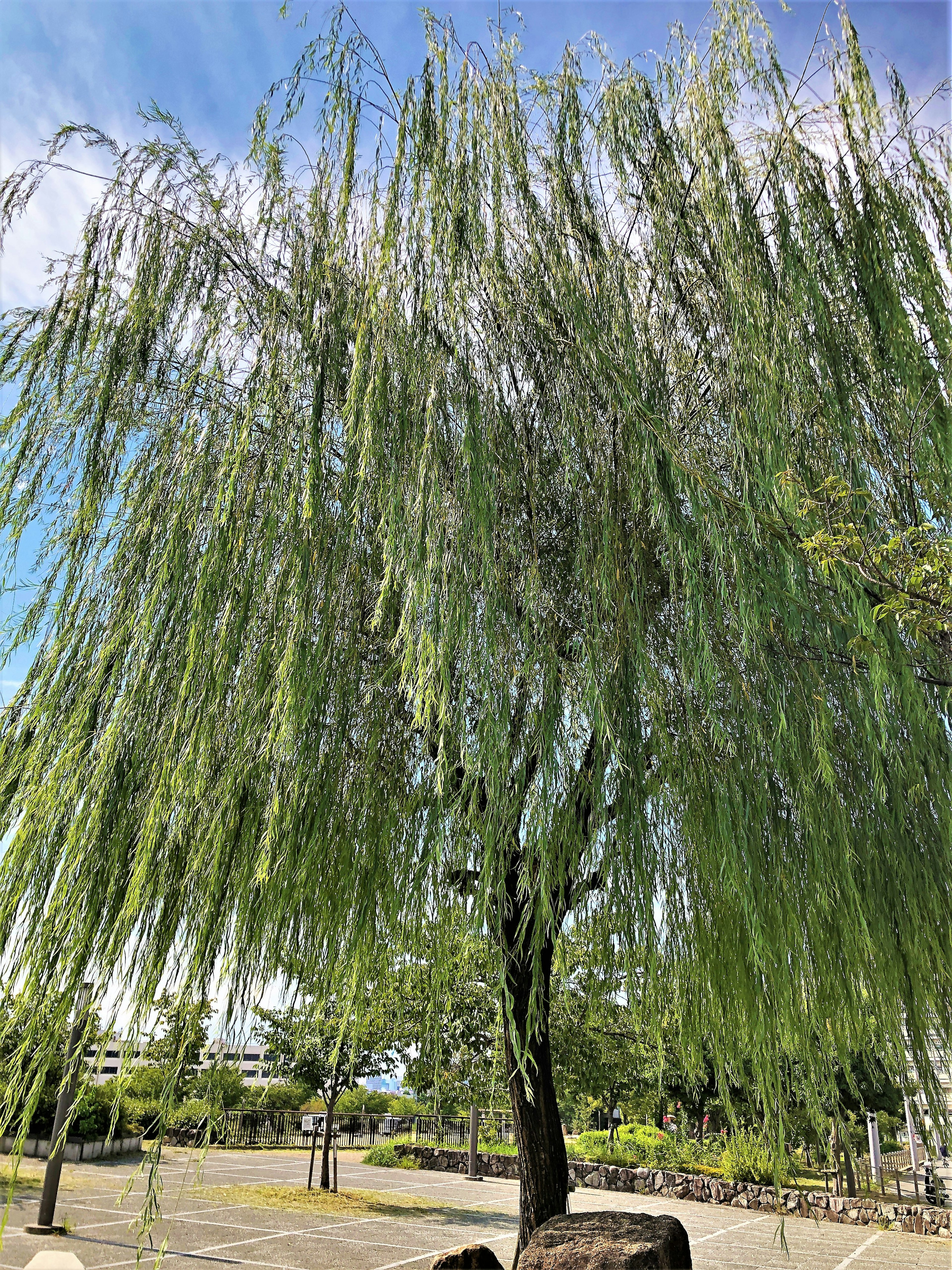 Un sauce llorón frondoso meciéndose bajo un cielo azul