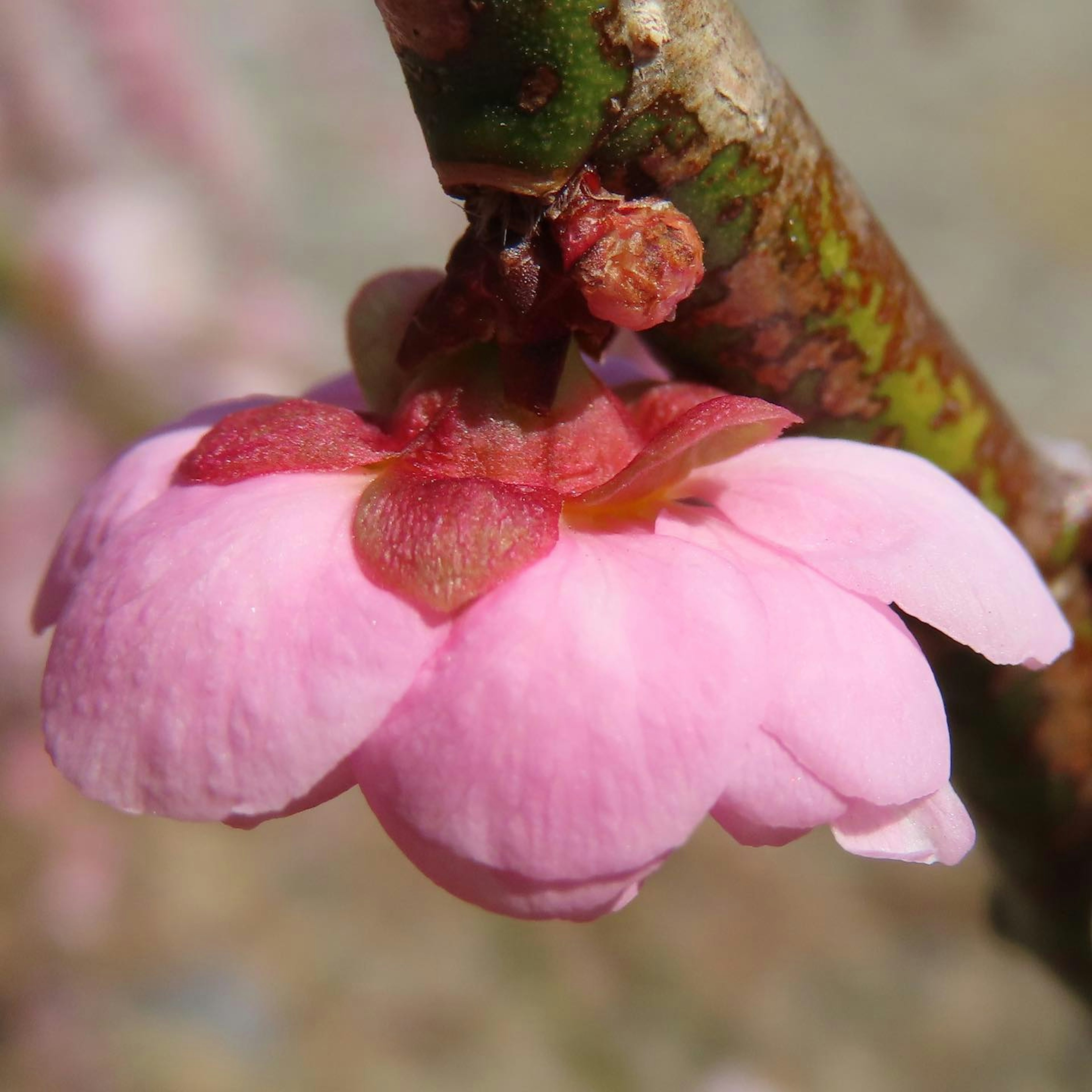 Nahaufnahme einer Pfirsichblüte mit rosa Blütenblättern