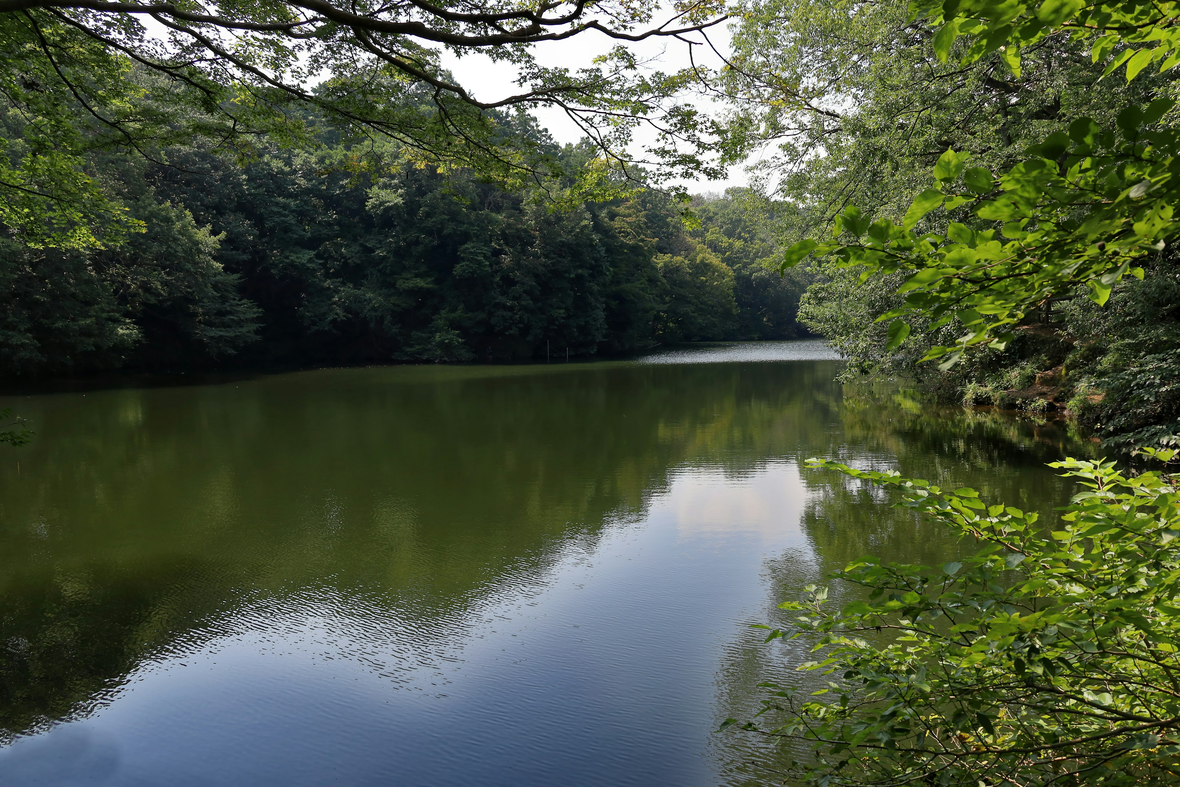 Ruhiger See umgeben von üppigem Grün