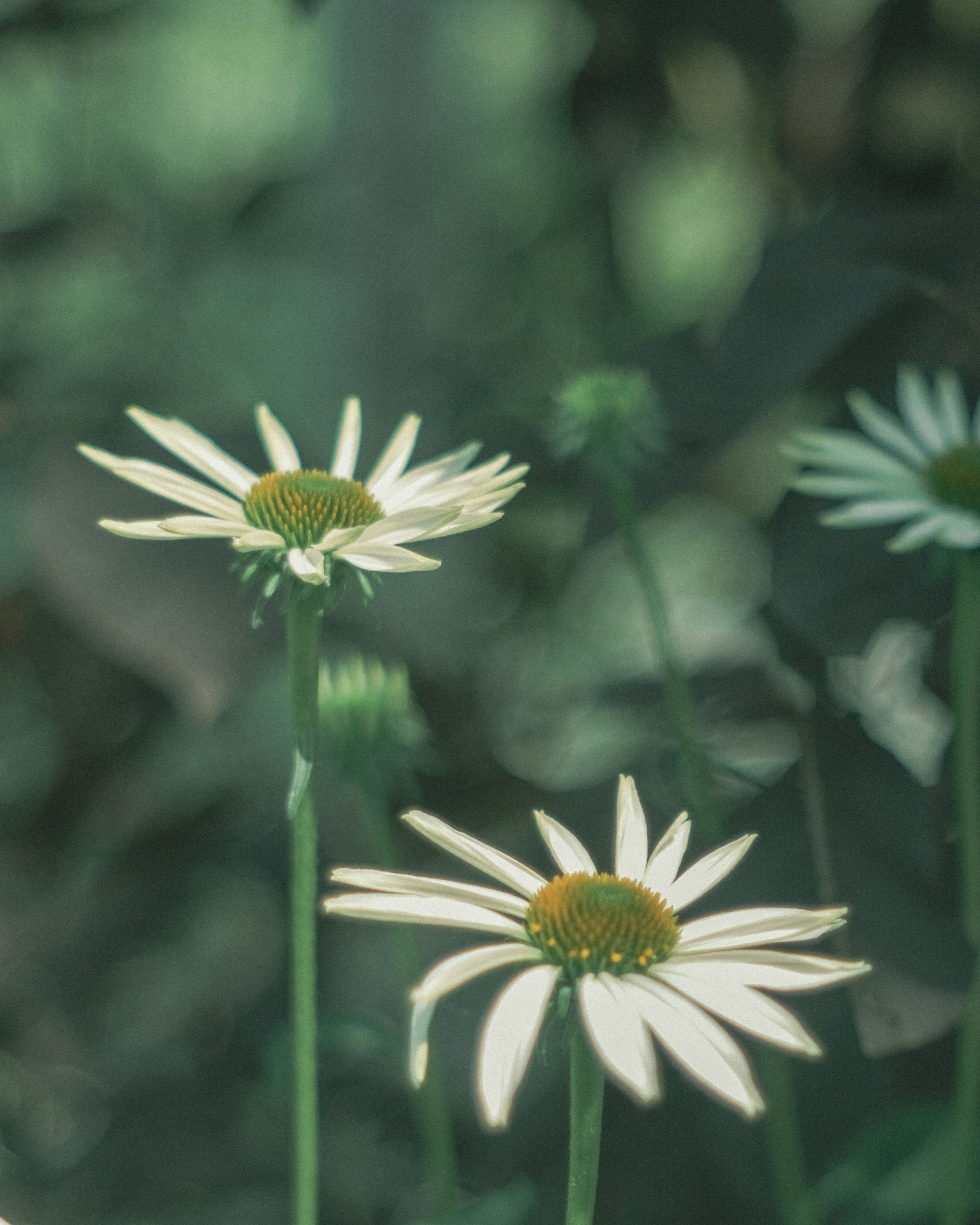 緑の背景に咲く白いデイジーの花々