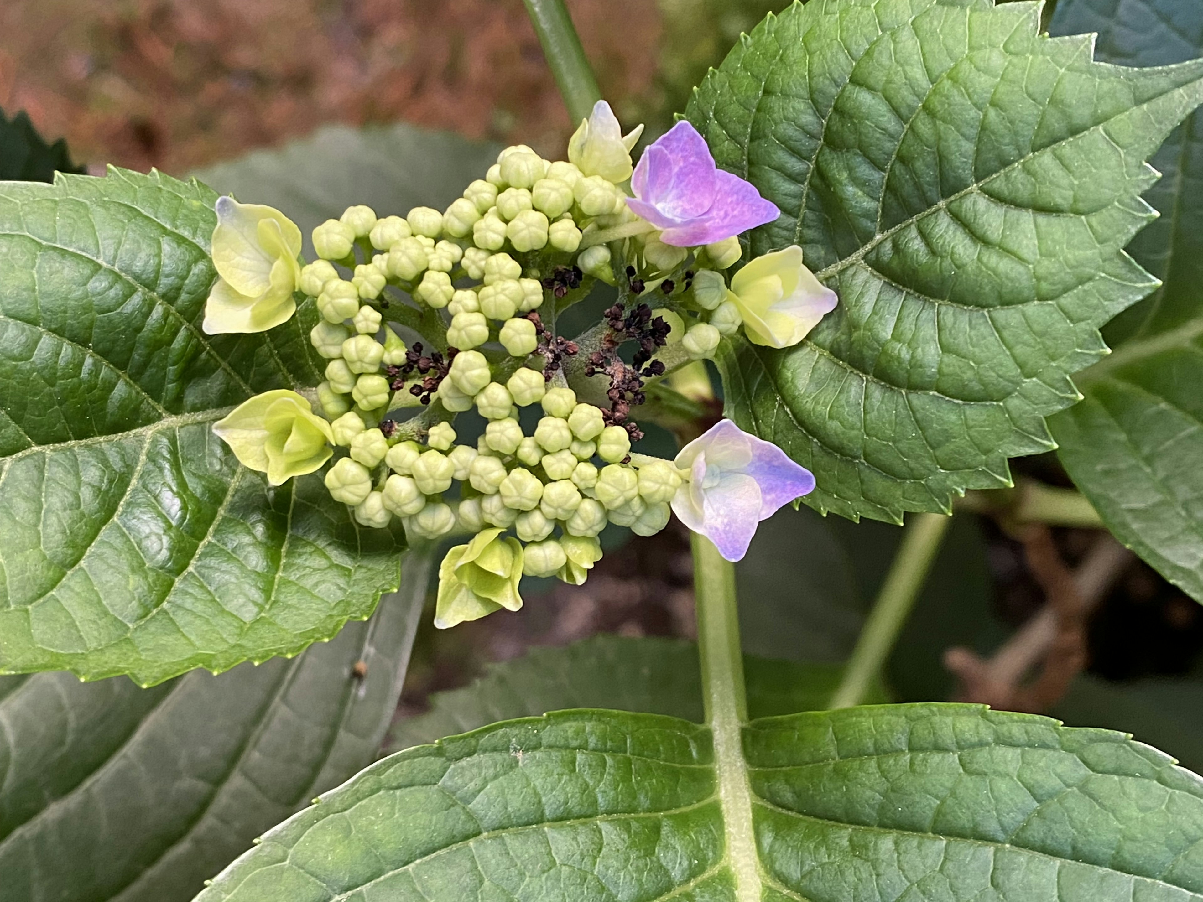 緑の葉と紫の花を持つアジサイのつぼみのクローズアップ